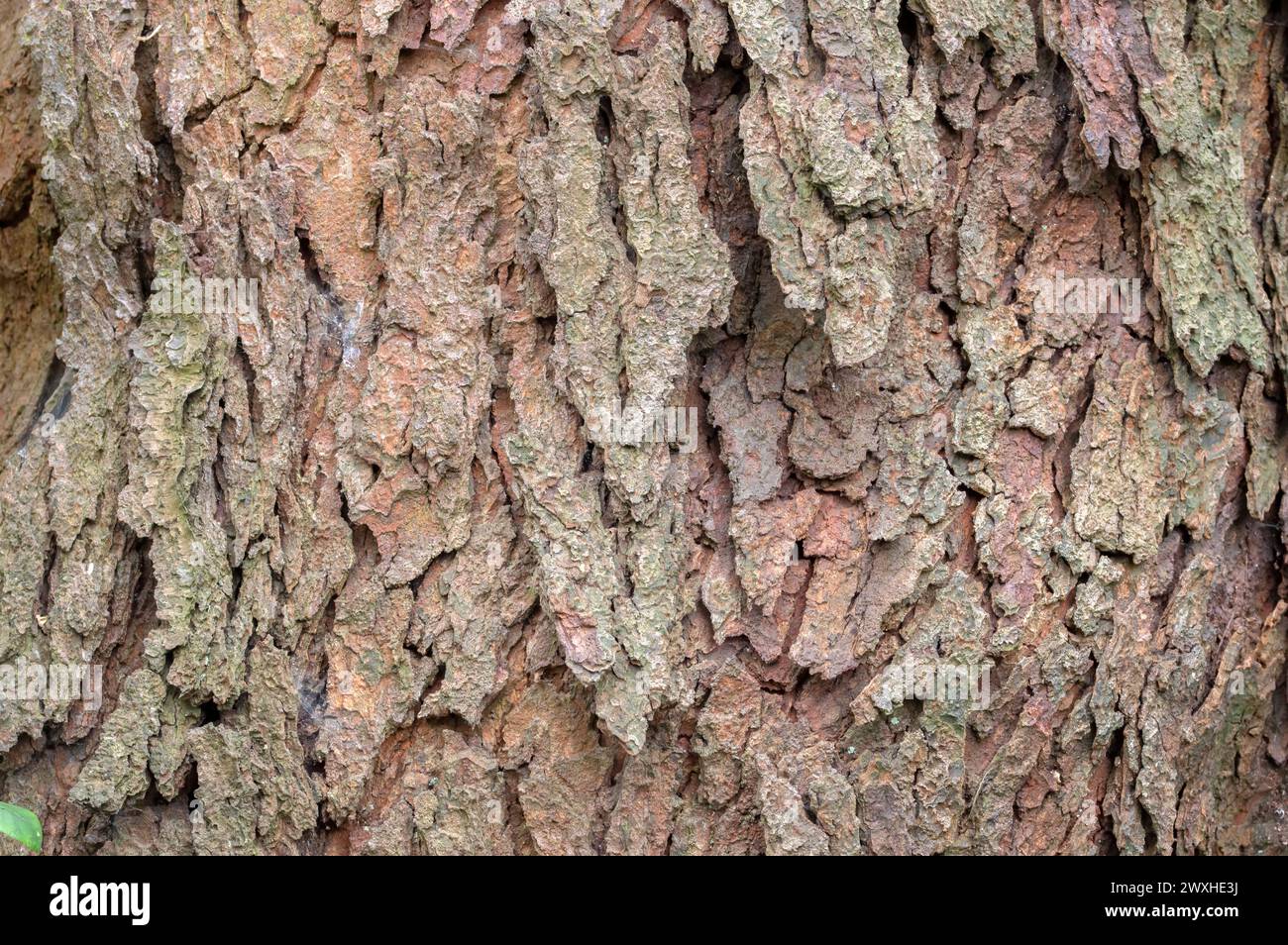 Corteccia da vicino di Un albero di Serotina Prunus ad Amsterdam, Paesi Bassi 15-5-2024 Foto Stock