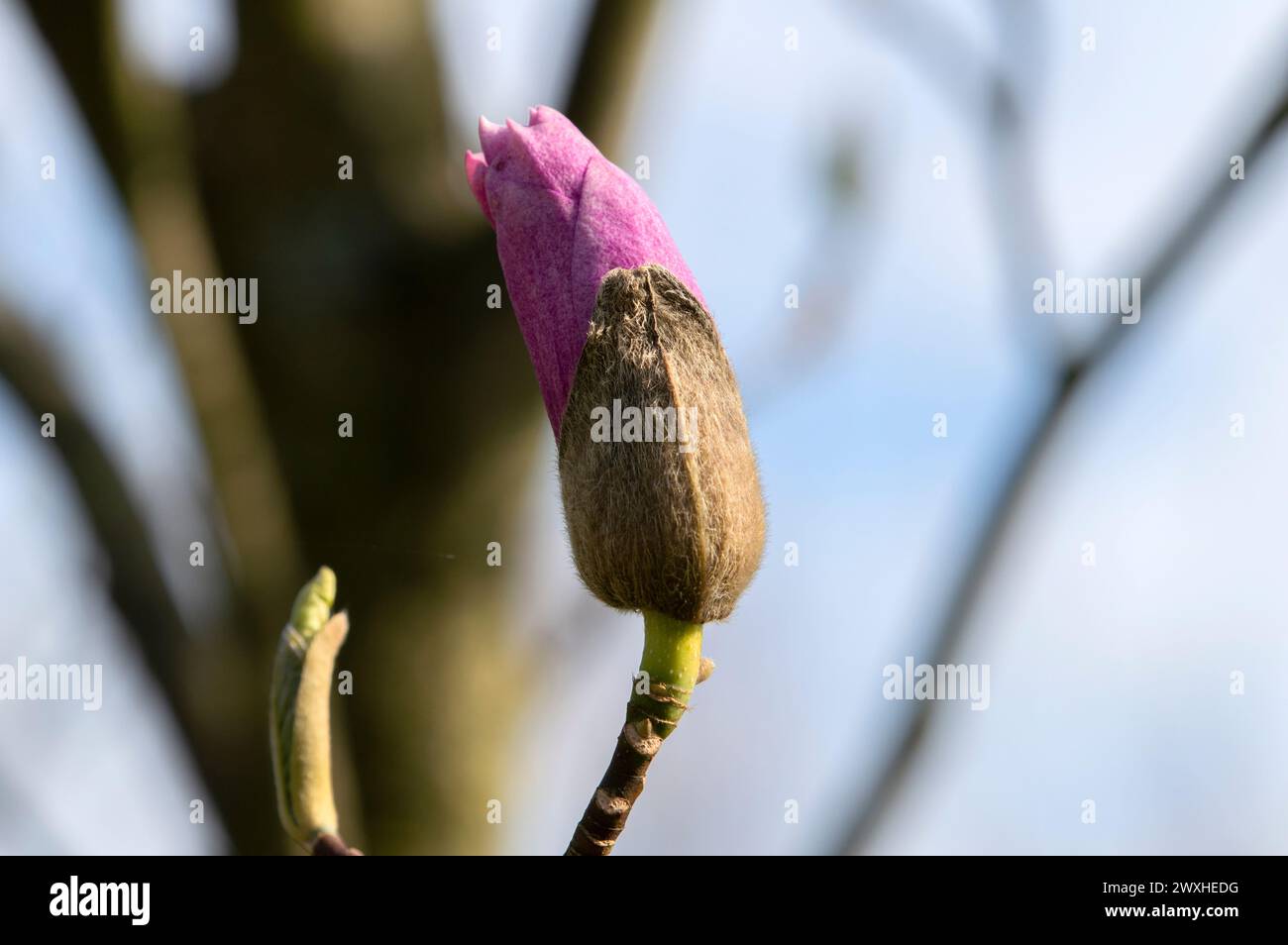 Primo piano del Magnolia Heaven Scent Tree ad Amsterdam, Paesi Bassi 19-3-2024 Foto Stock