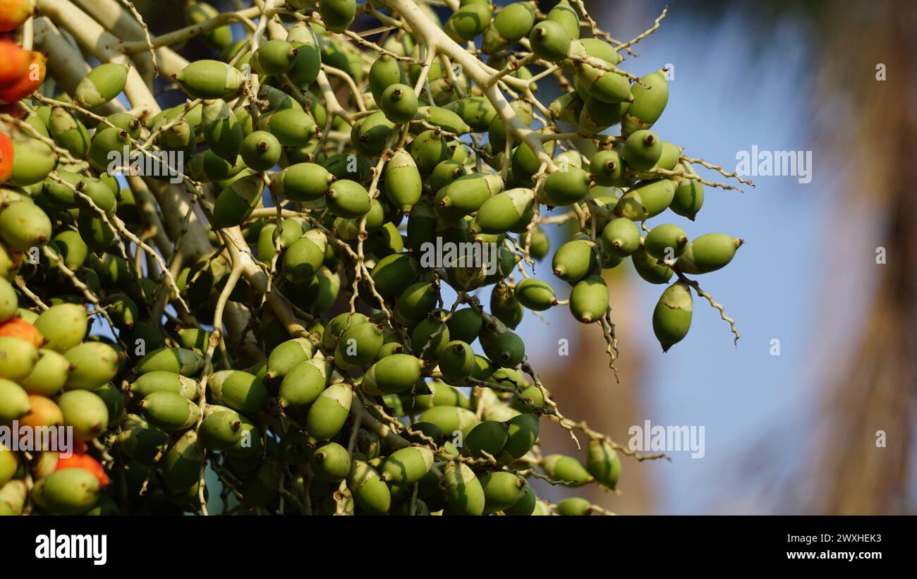 Il frutto della Roystonea regia (chiamata anche palma reale cubana, palma reale della Florida). Le sementi sono utilizzate come fonte di olio e per l’alimentazione degli animali. Foto Stock