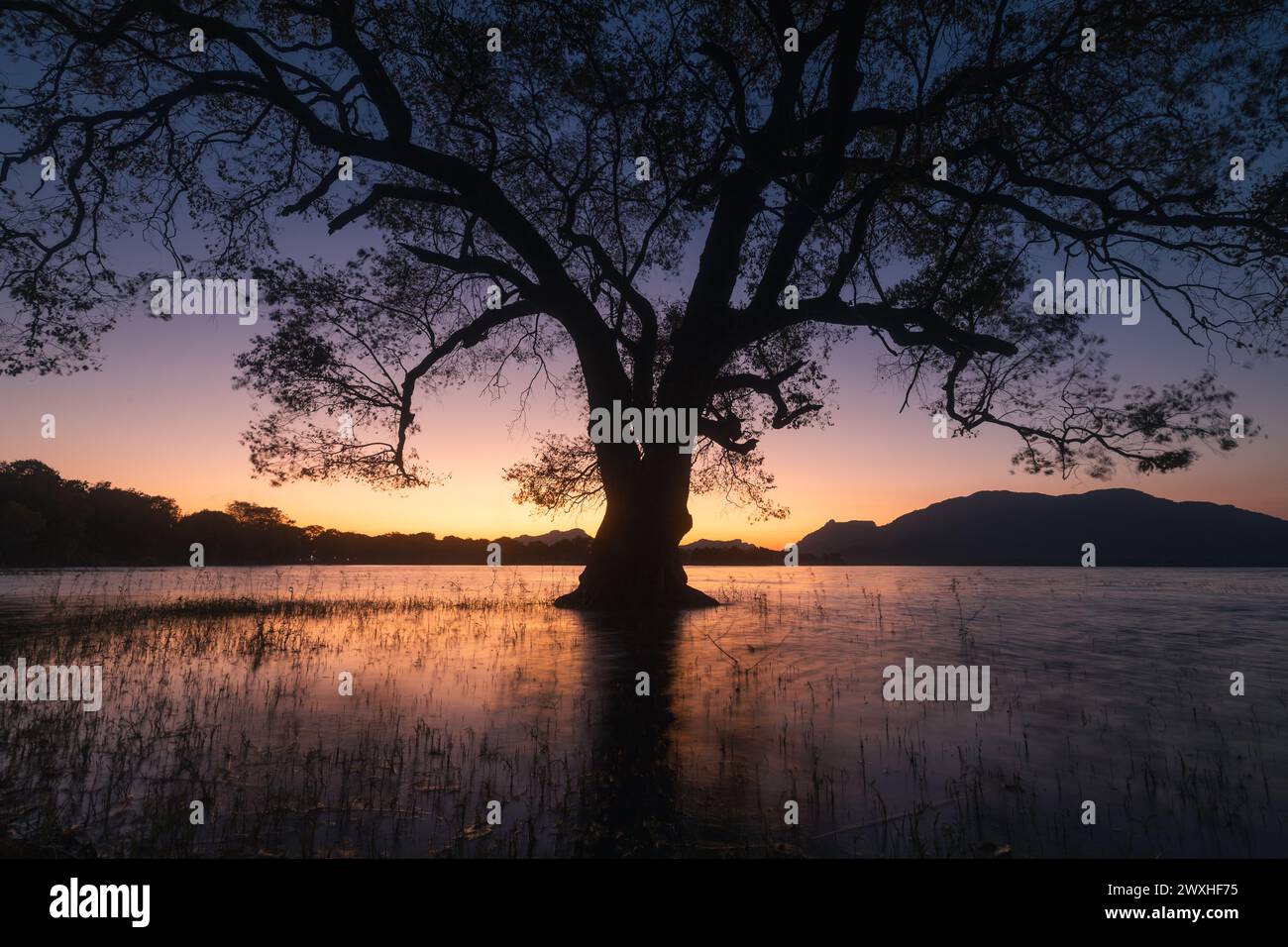 Lago calmo con alberi circondati dall'acqua all'alba. Bacino idrico di Kandalama presso la splendida alba, Sri Lanka. Foto Stock