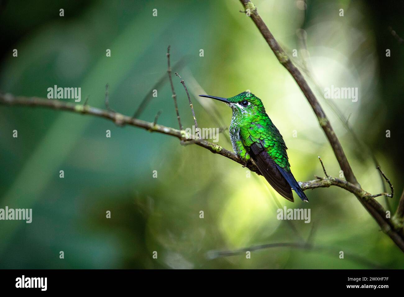 Bellissimo colibrì brillante incoronato verde (Heliodoxa jacula) seduto su un ramo di albero nella foresta tropicale di nuvole a Monteverde, Costa rica Foto Stock