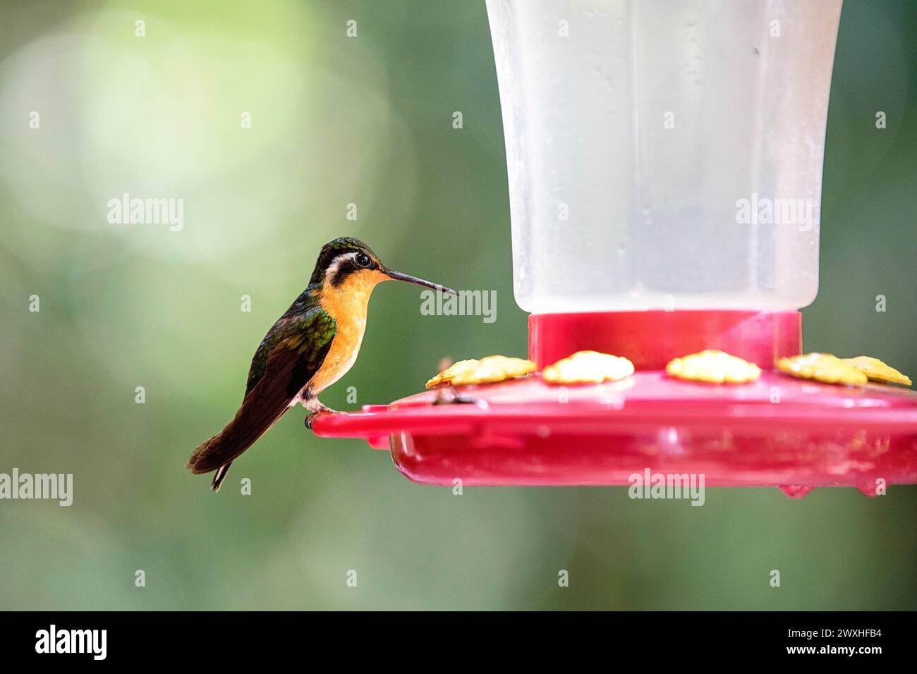Bellissimo colibrì di montagna dalla coda grigia (Lampornis cinereicauda) seduto su un alveo, rilassandosi dopo aver dato da mangiare, nella foresta tropicale di nuvole, in Costa rica Foto Stock