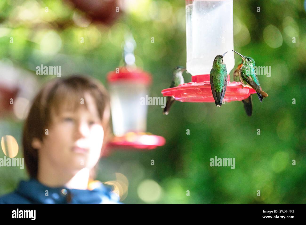 Ragazzo, turista, osserva il brillante colibrì incoronato verde mentre si nutre di un alimento nella foresta pluviale tropicale a Monteverde, Costa rica Foto Stock