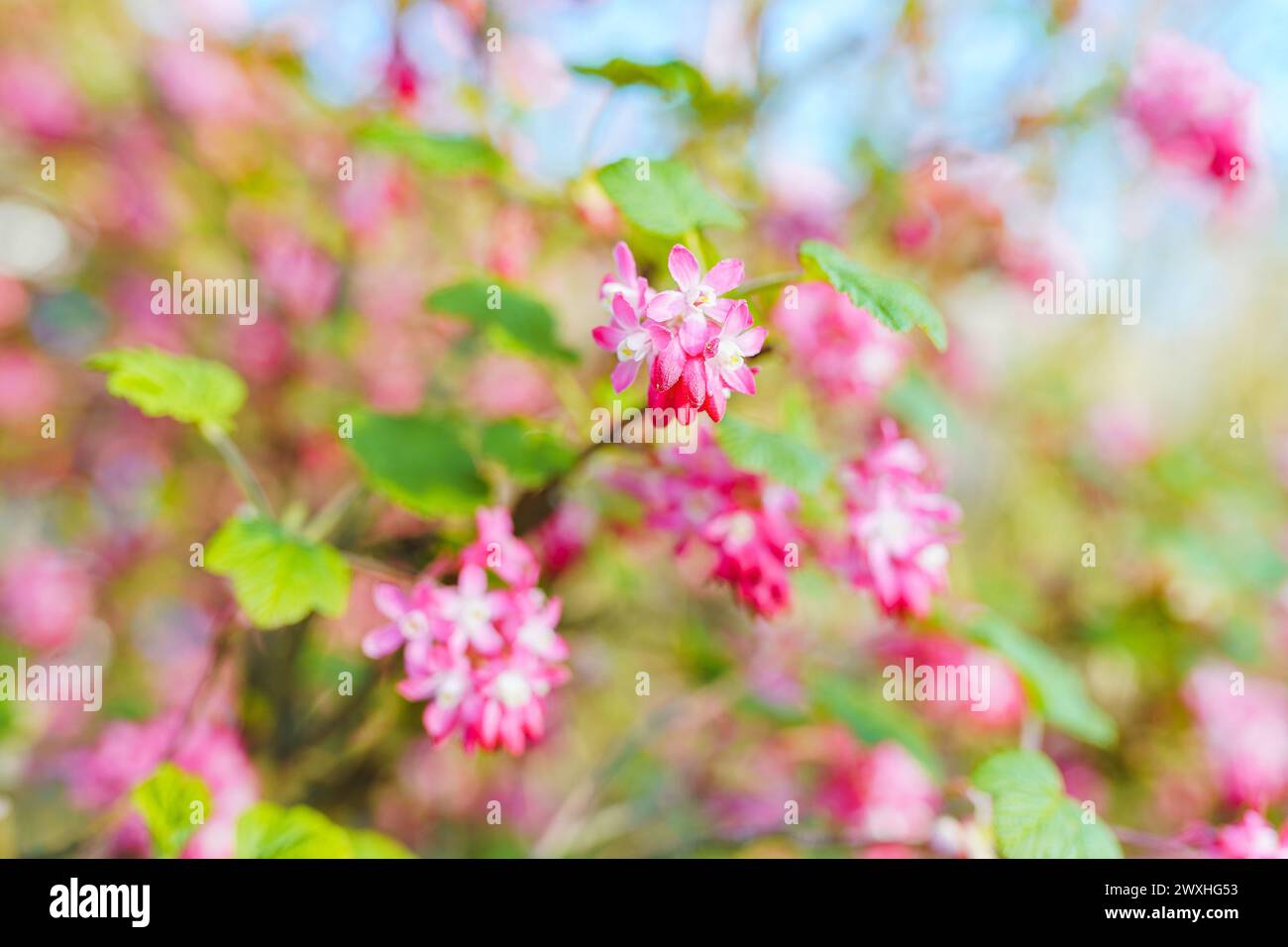 cespuglio con fiori rosa e giardino fiorito in primavera Foto Stock