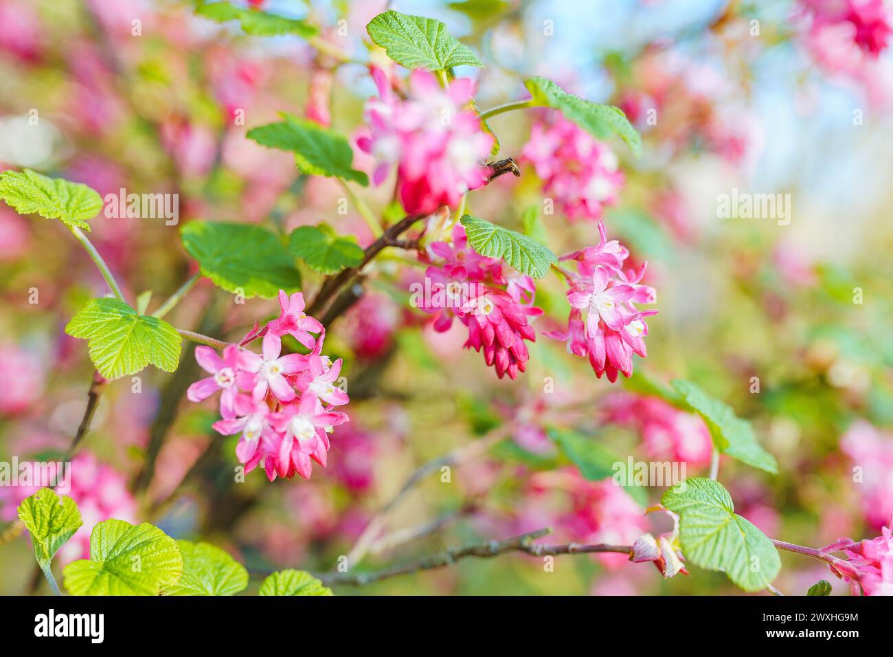 cespuglio con fiori rosa e giardino fiorito in primavera Foto Stock