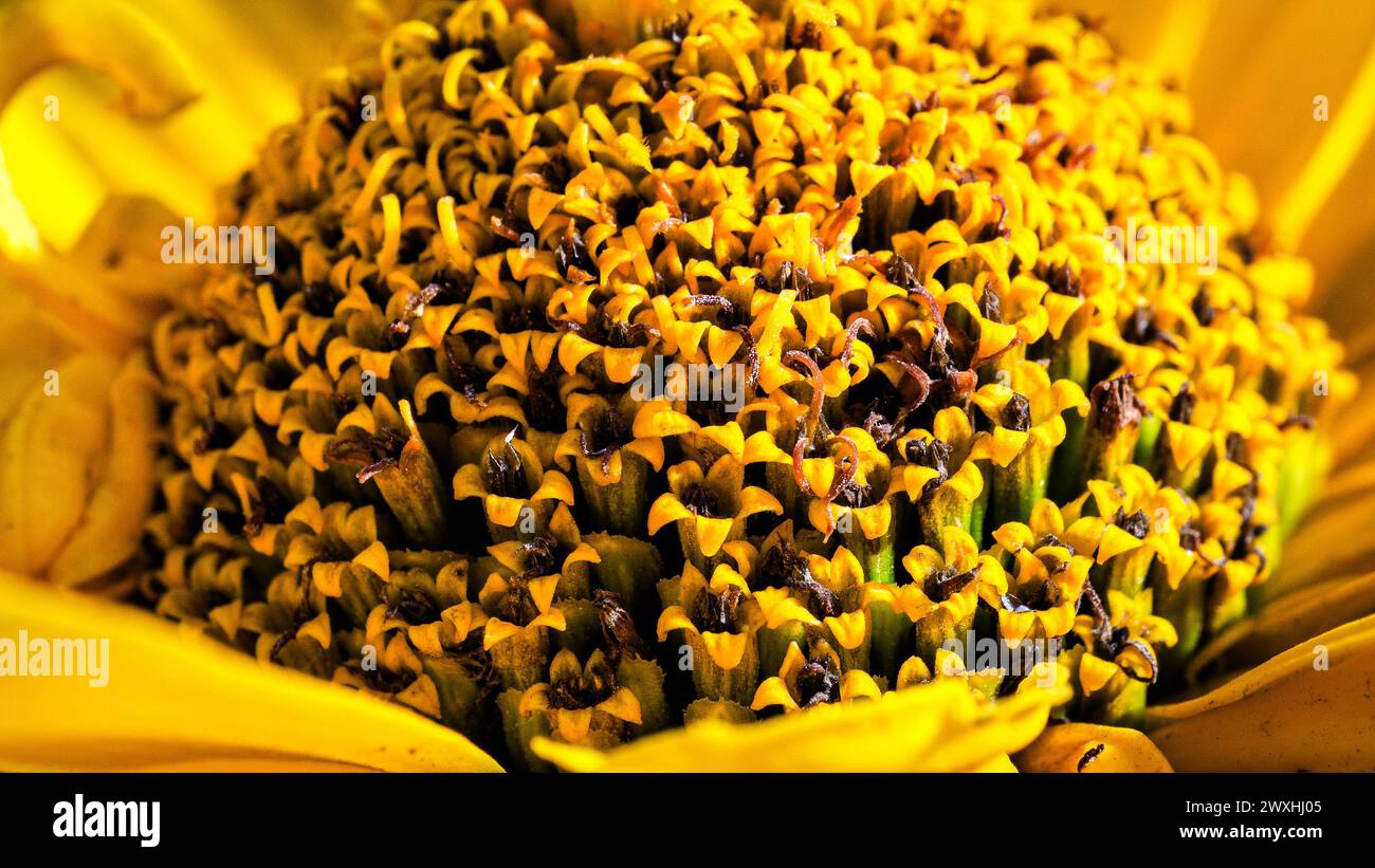 La foto mostra una prospettiva dettagliata di un fiore d'arancio, enfatizzando i motivi elaborati nei suoi petali e al centro. Foto Stock