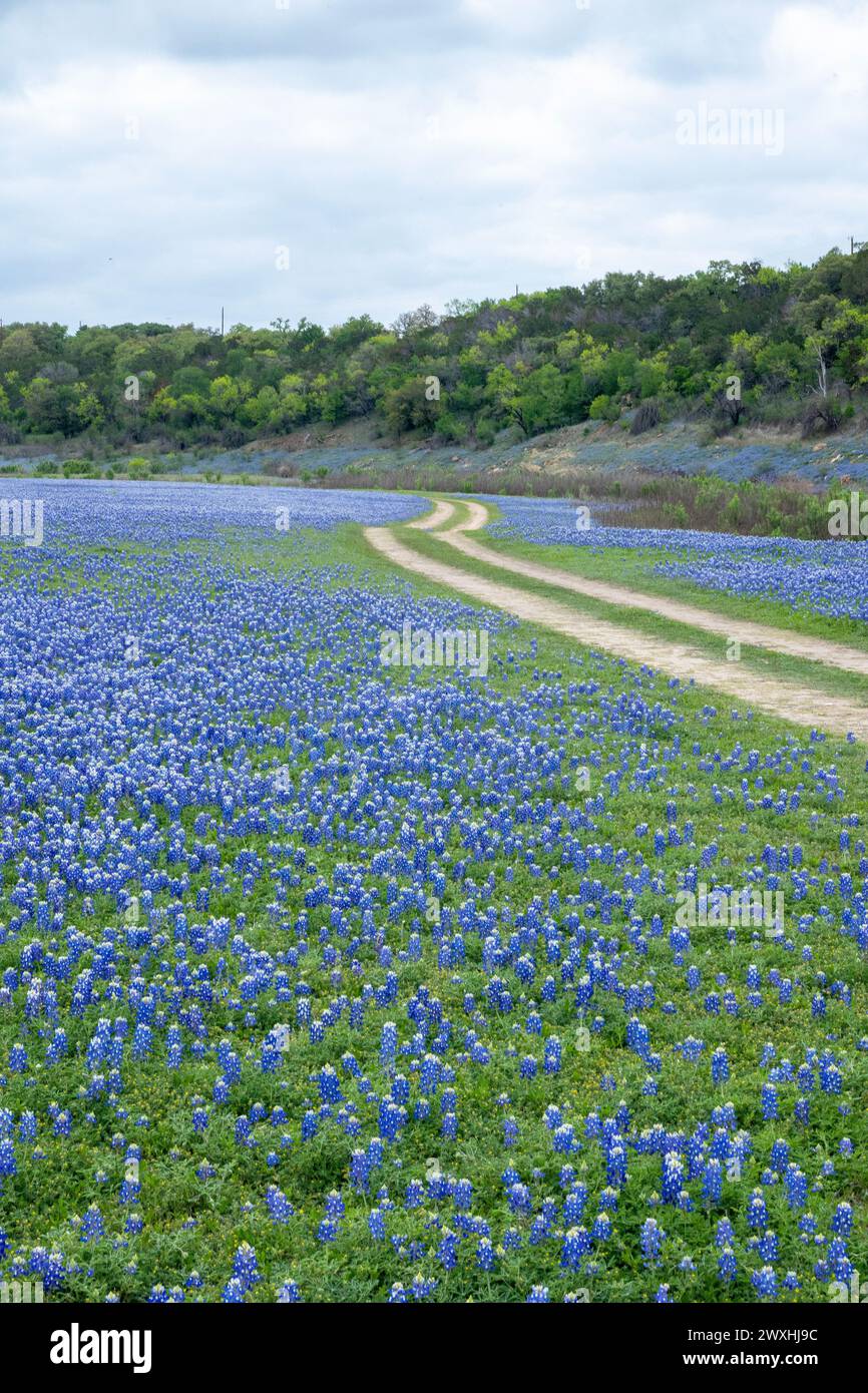 Campo di Bluebonnet nella Grelle Recreation area di Spicewood, Texas Foto Stock