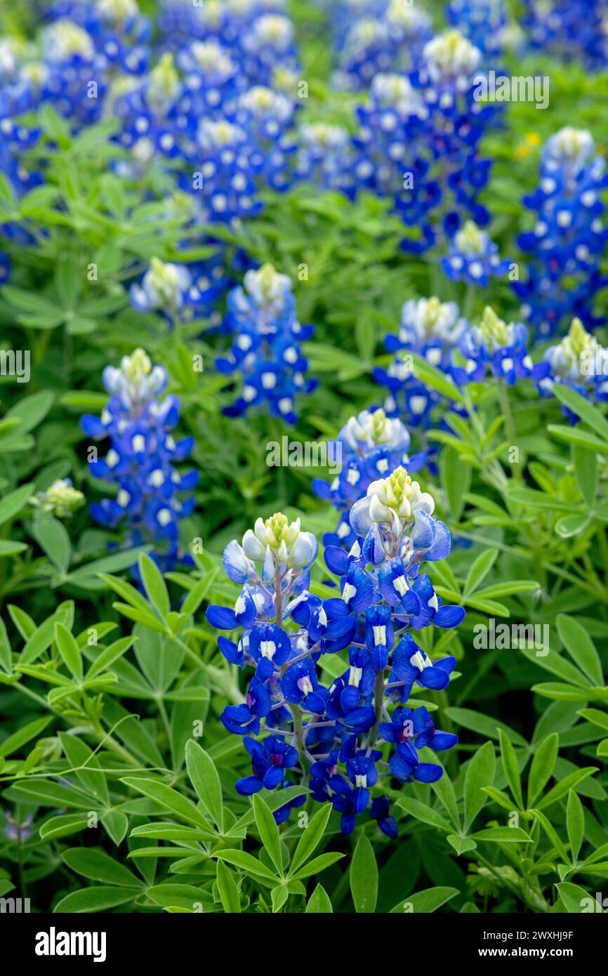 Muleshoe Bend, Spicewood, Texas, campo di bluebonnet Foto Stock