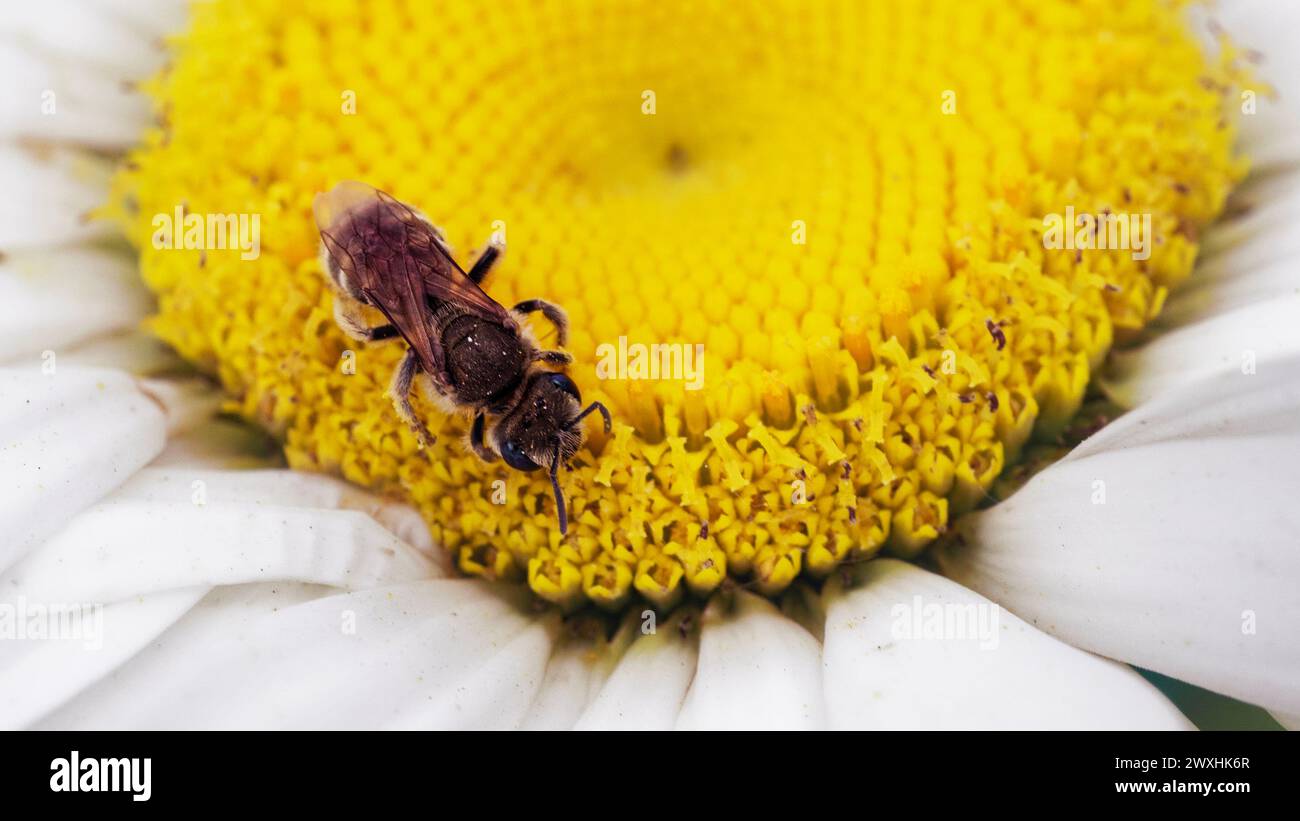 Processo di impollinazione: Immagine dettagliata di un'ape su un fiore, che cattura l'essenza dell'impollinazione. Foto Stock