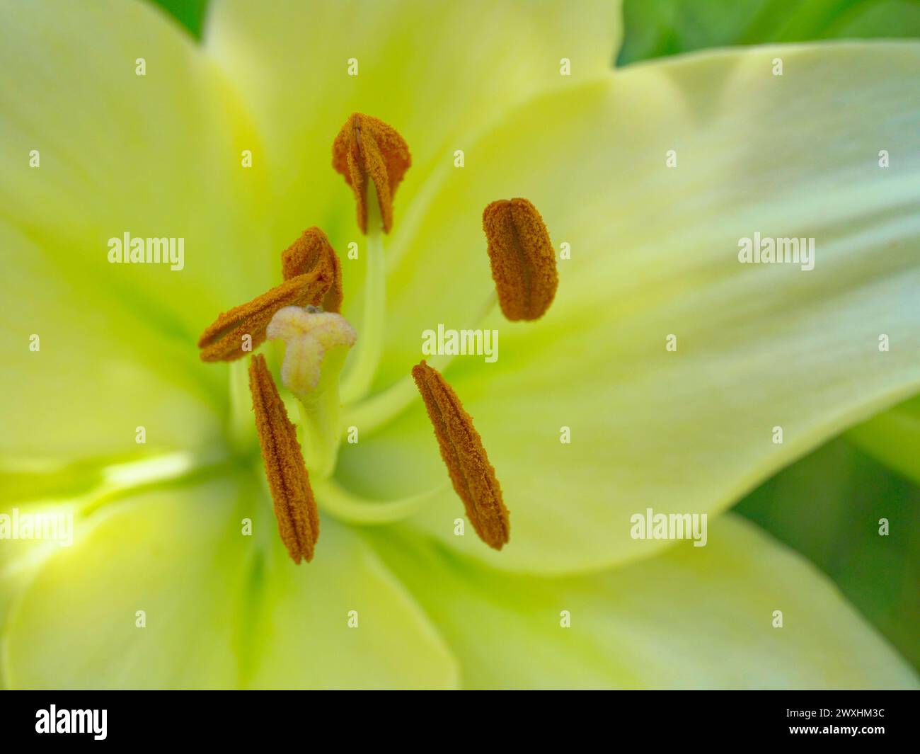 Un primo piano di un vivace giglio giallo, che mostra i suoi delicati petali e gli stami marroni su uno sfondo verde con messa a fuoco morbida. Foto Stock