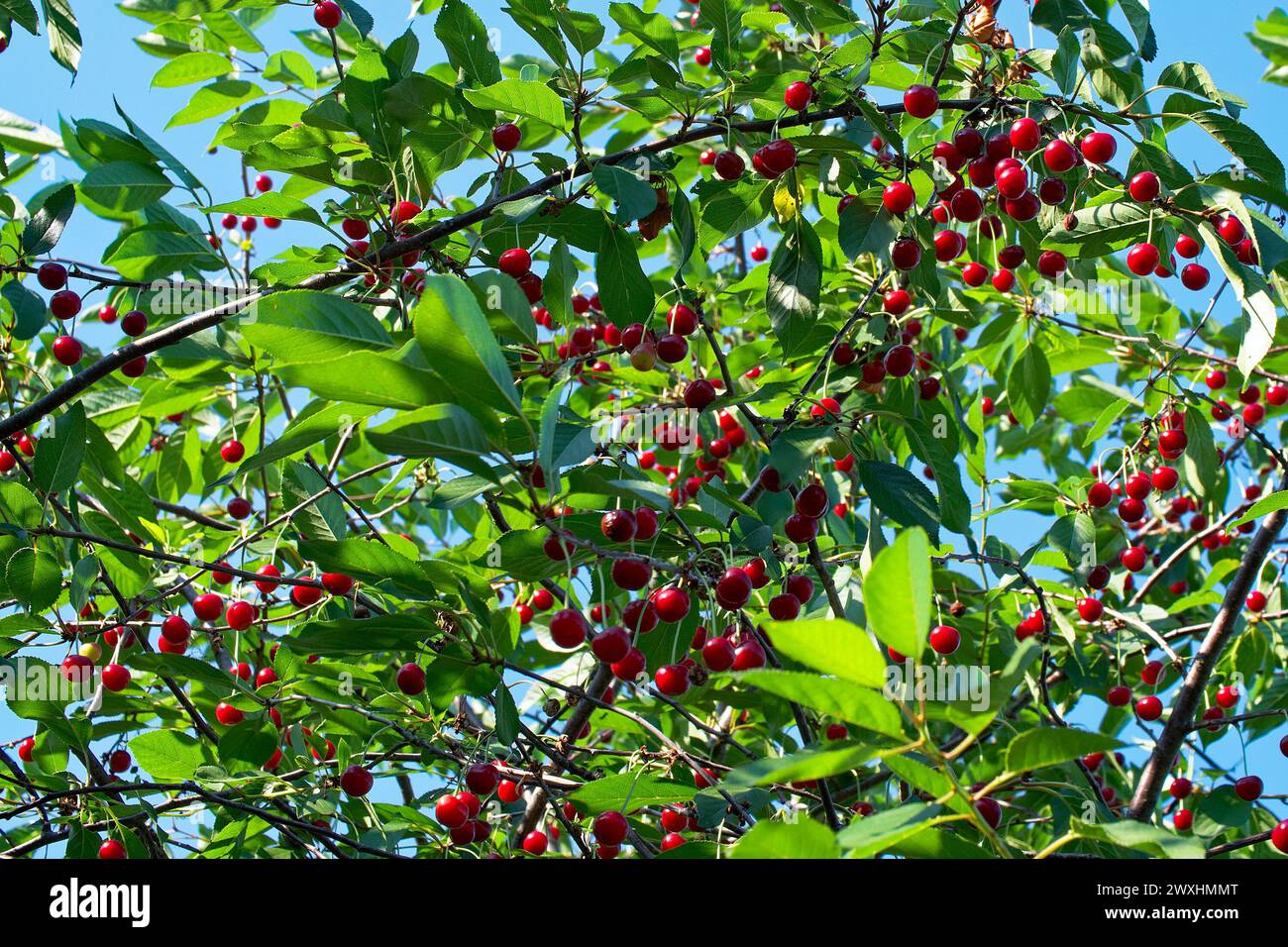 Un'immagine ravvicinata di ciliegie mature appese ai rami, circondate da foglie verdi vibranti su uno sfondo morbido, che trasmettono un tocco di freschezza e naturalezza Foto Stock