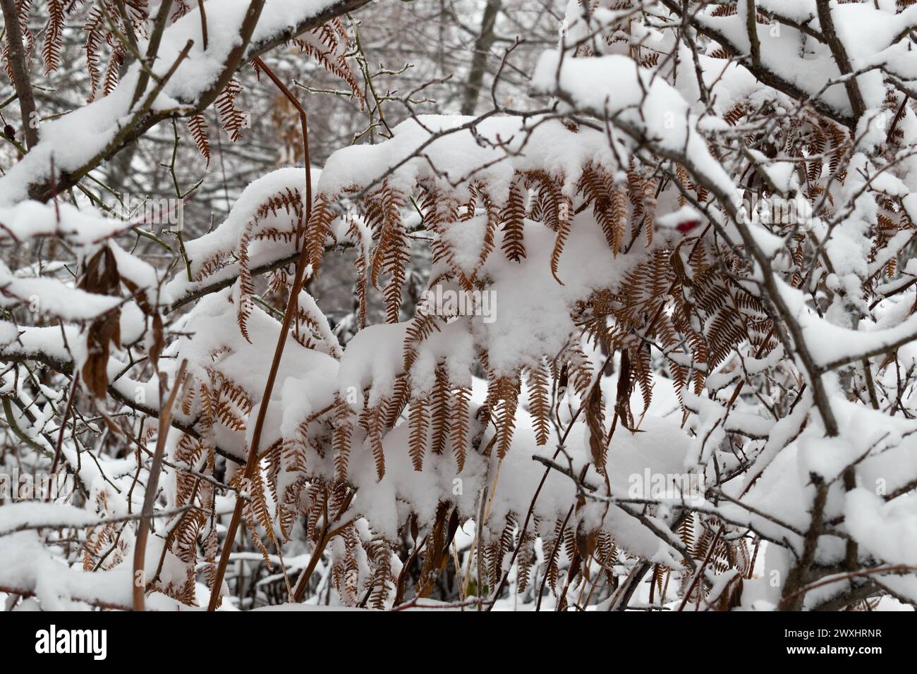 Bracken o felce ricoperte di neve durante l'inverno in primo piano Foto Stock