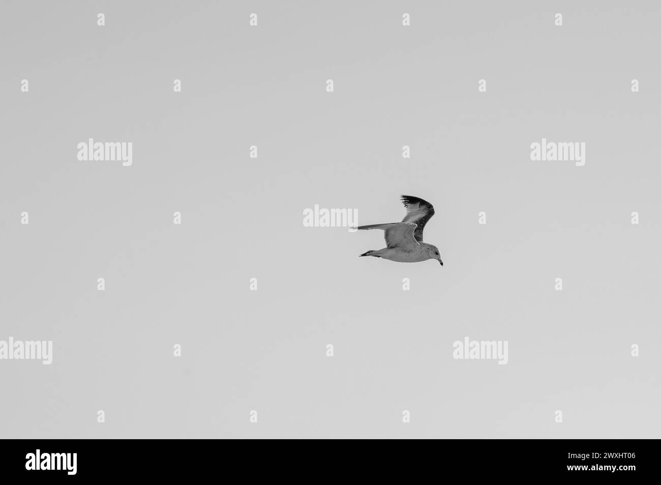 Le barche e le scene oceaniche in bianco e nero mostrano i dettagli. Foto Stock