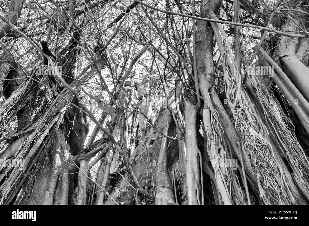 Le barche e le scene oceaniche in bianco e nero mostrano i dettagli. Foto Stock