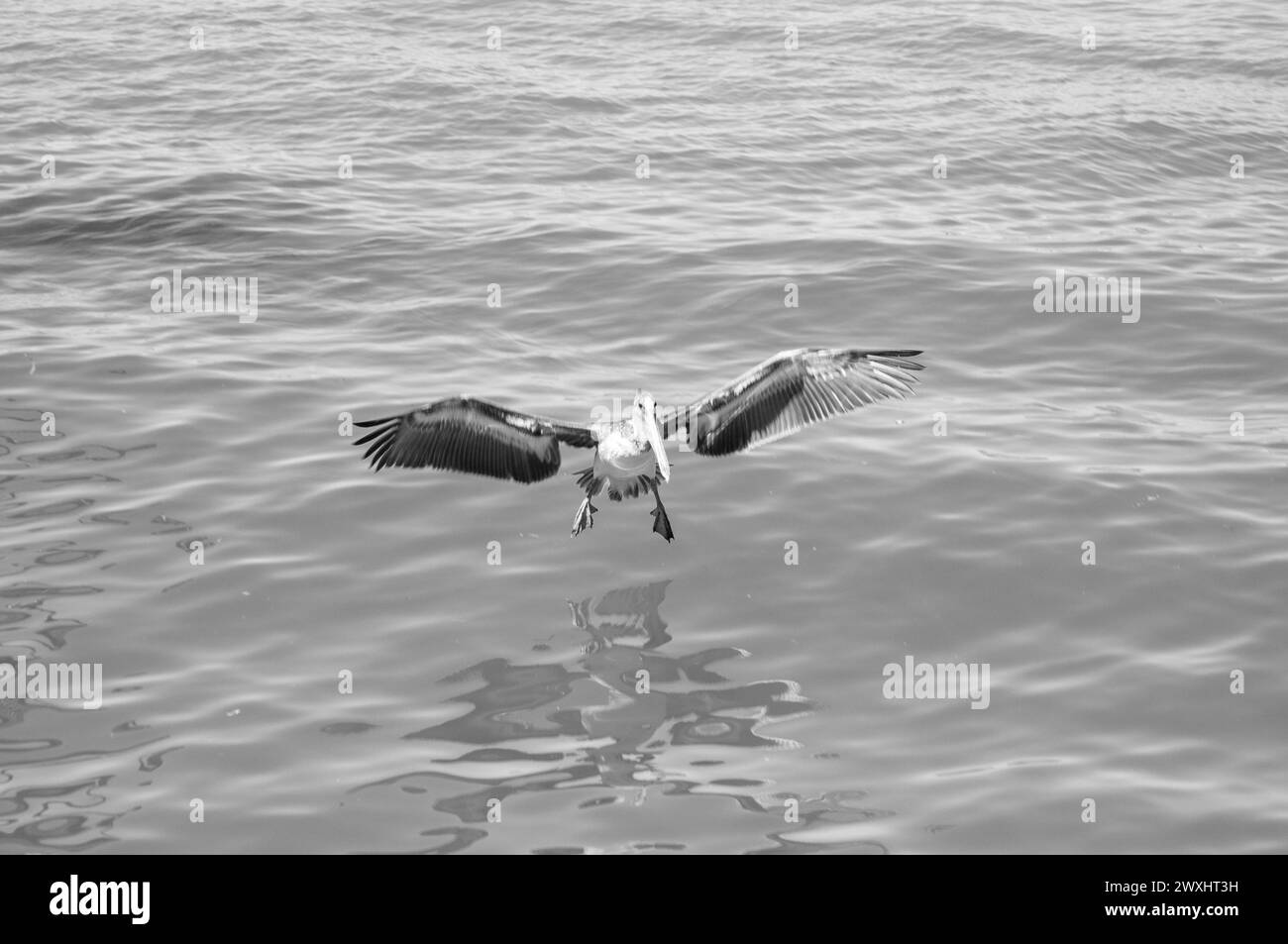 Le barche e le scene oceaniche in bianco e nero mostrano i dettagli. Foto Stock