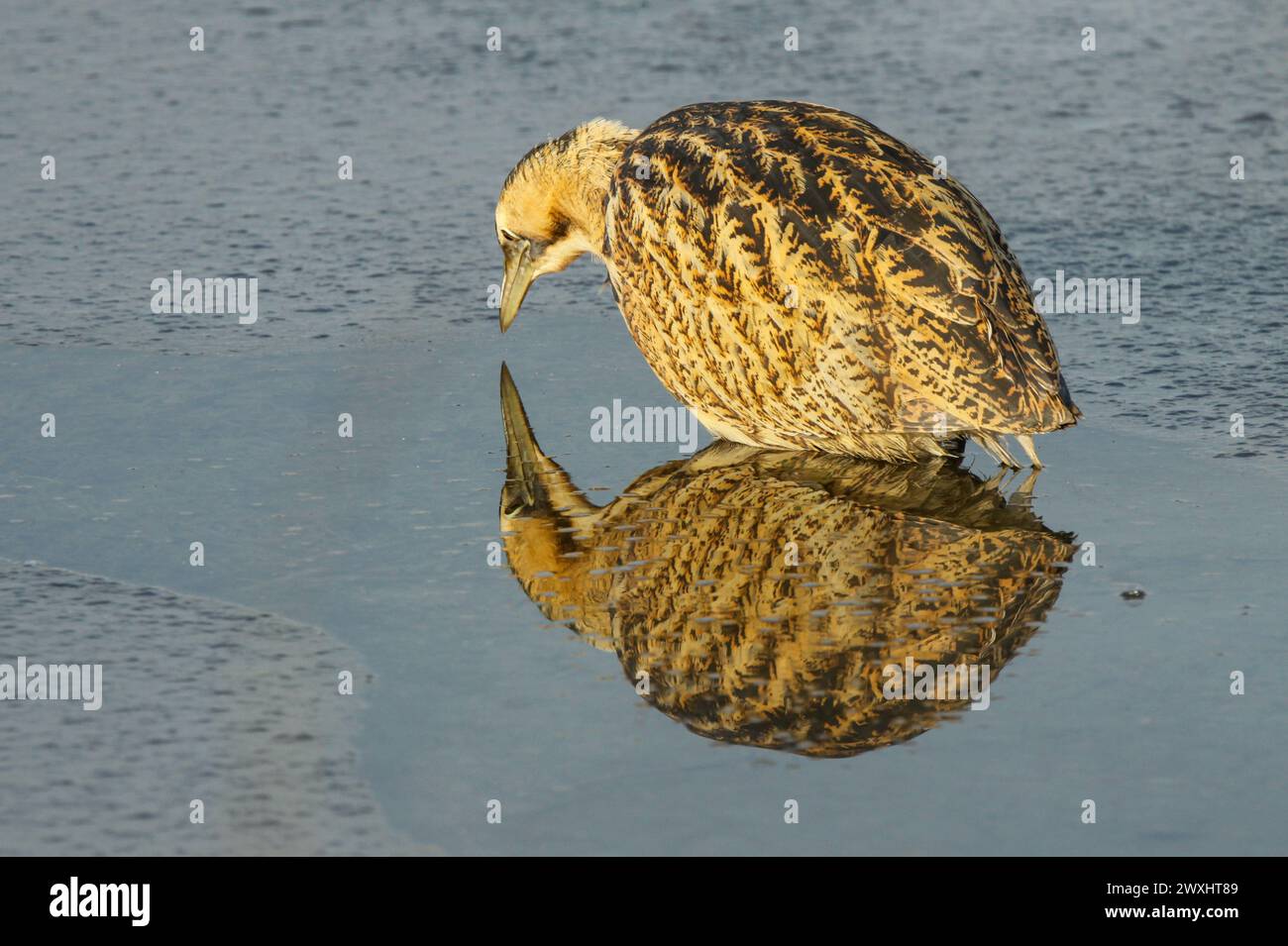 Grande amaro e riflesso, pesca su laghetto ghiacciato, riserva naturale grande Caric, lago Neuchâtel, Svizzera Foto Stock