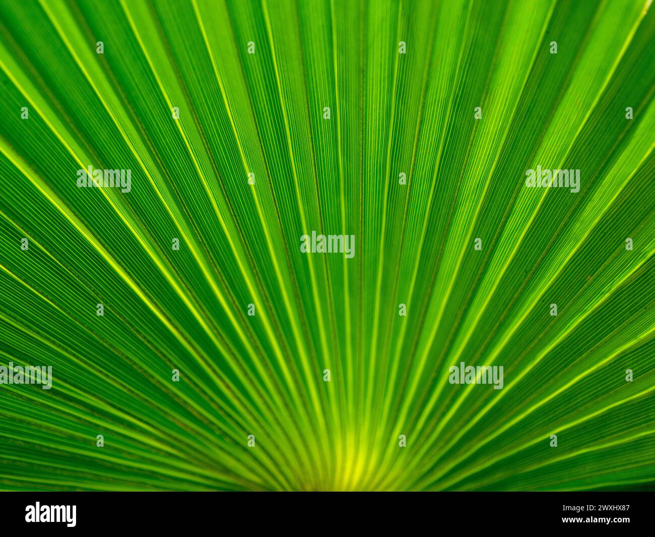 Foglia delle Coryphoideae, una sottofamiglia della famiglia delle palme (Arecaceae). Ideale per l'uso come sfondo. Foto Stock
