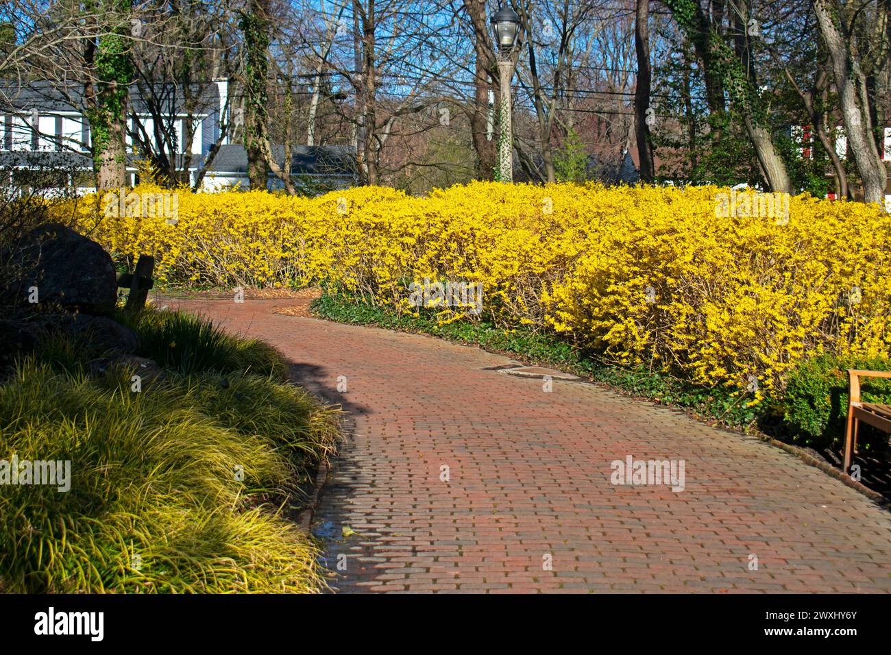 Una linea gialla di cespugli di Forsythia in un primo periodo primaverile, in un pomeriggio limpido e soleggiato -02 Foto Stock