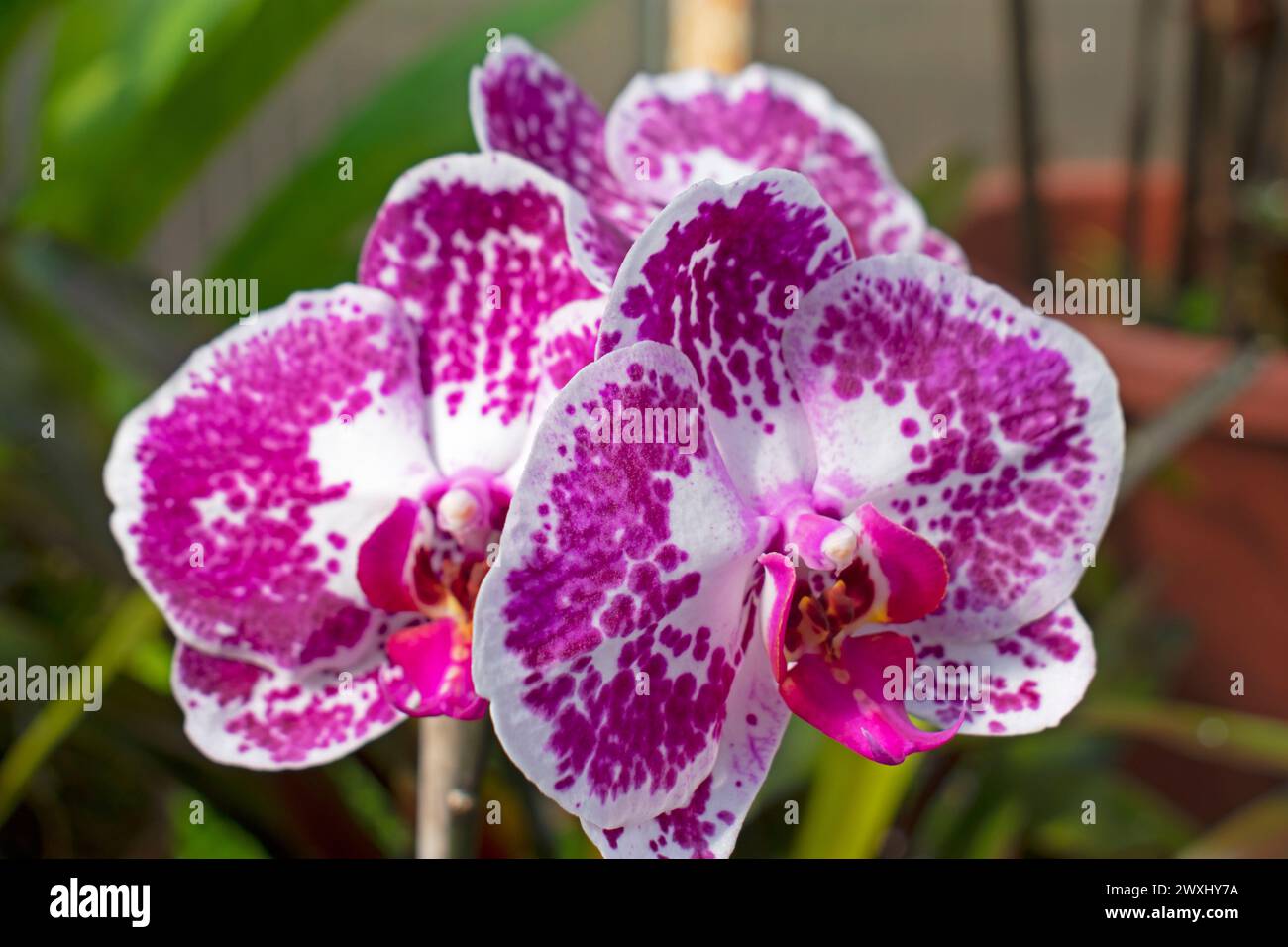 Primo piano di Phalaenopsis Aphrodite viola e bianca, più comunemente nota come orchidea della luna o della falena, su sfondo sfocato -08 Foto Stock