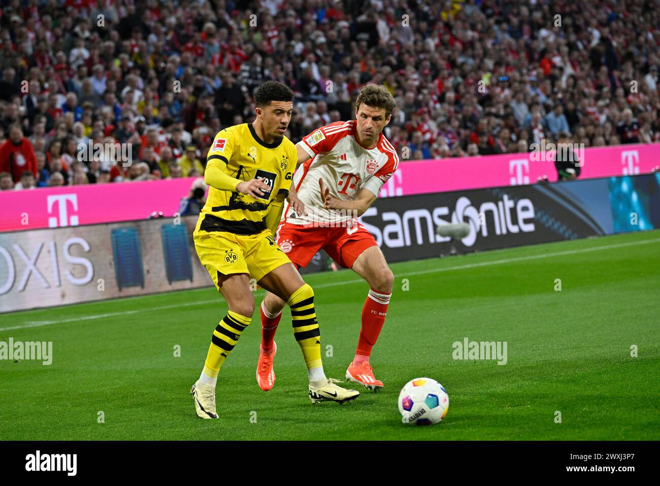 MONACO, Germania. , . 25 Thomas MUELLER, Müller vs 8 Felix NMECHA durante la partita di calcio della Bundesliga tra il Bayern Muenchen e il Borussia Dortmund, BVB, all'Allianz Arena di Monaco il 30. Marzo 2024, Germania. DFL, Fussball, 0:2 (foto e copyright @ Jerry ANDRE/ATP Images) (ANDRE Jerry/ATP/SPP) credito: SPP Sport Press Photo. /Alamy Live News Foto Stock