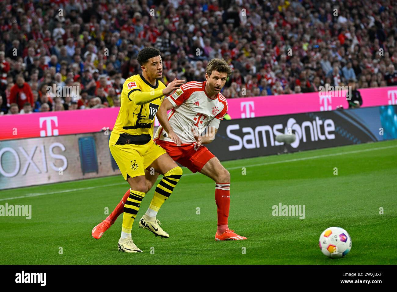 MONACO, Germania. , . 25 Thomas MUELLER, Müller vs 8 Felix NMECHA durante la partita di calcio della Bundesliga tra il Bayern Muenchen e il Borussia Dortmund, BVB, all'Allianz Arena di Monaco il 30. Marzo 2024, Germania. DFL, Fussball, 0:2 (foto e copyright @ Jerry ANDRE/ATP Images) (ANDRE Jerry/ATP/SPP) credito: SPP Sport Press Photo. /Alamy Live News Foto Stock