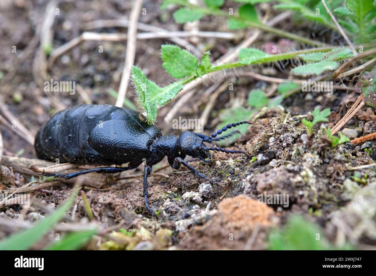 Schwarzblauer Ölkäfer Meloe proscarabaeus . Schwarzblauer Ölkäfer Meloe proscarabaeus . 20240331MIC0172 *** coleottero dell'olio azzurro nero Meloe proscarabaeus coleottero dell'olio azzurro nero Meloe proscarabaeus 20240331MIC0172 Foto Stock