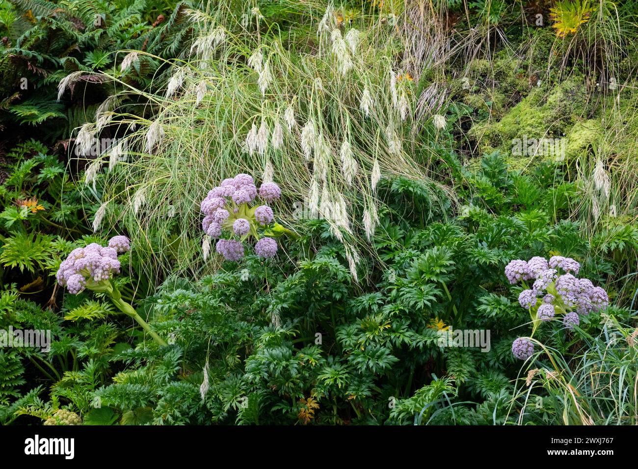Nuova Zelanda, Isole subantartiche, Isola di Auckland, Inlet di Musgrave. Anisotome latifolia, alias carota Campbell Island, megaherb endemica. Foto Stock