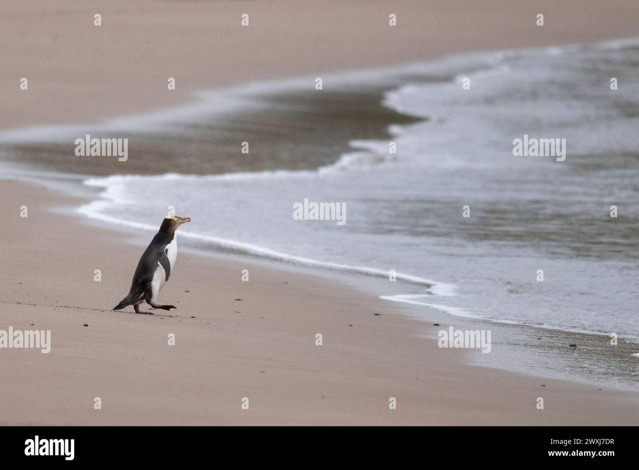 Nuova Zelanda, Isole Subantartiche, Isole Auckland, Isola Enderby. Pinguino dagli occhi gialli (Megadyptes Antipodes) il pinguino più raro del mondo. Foto Stock