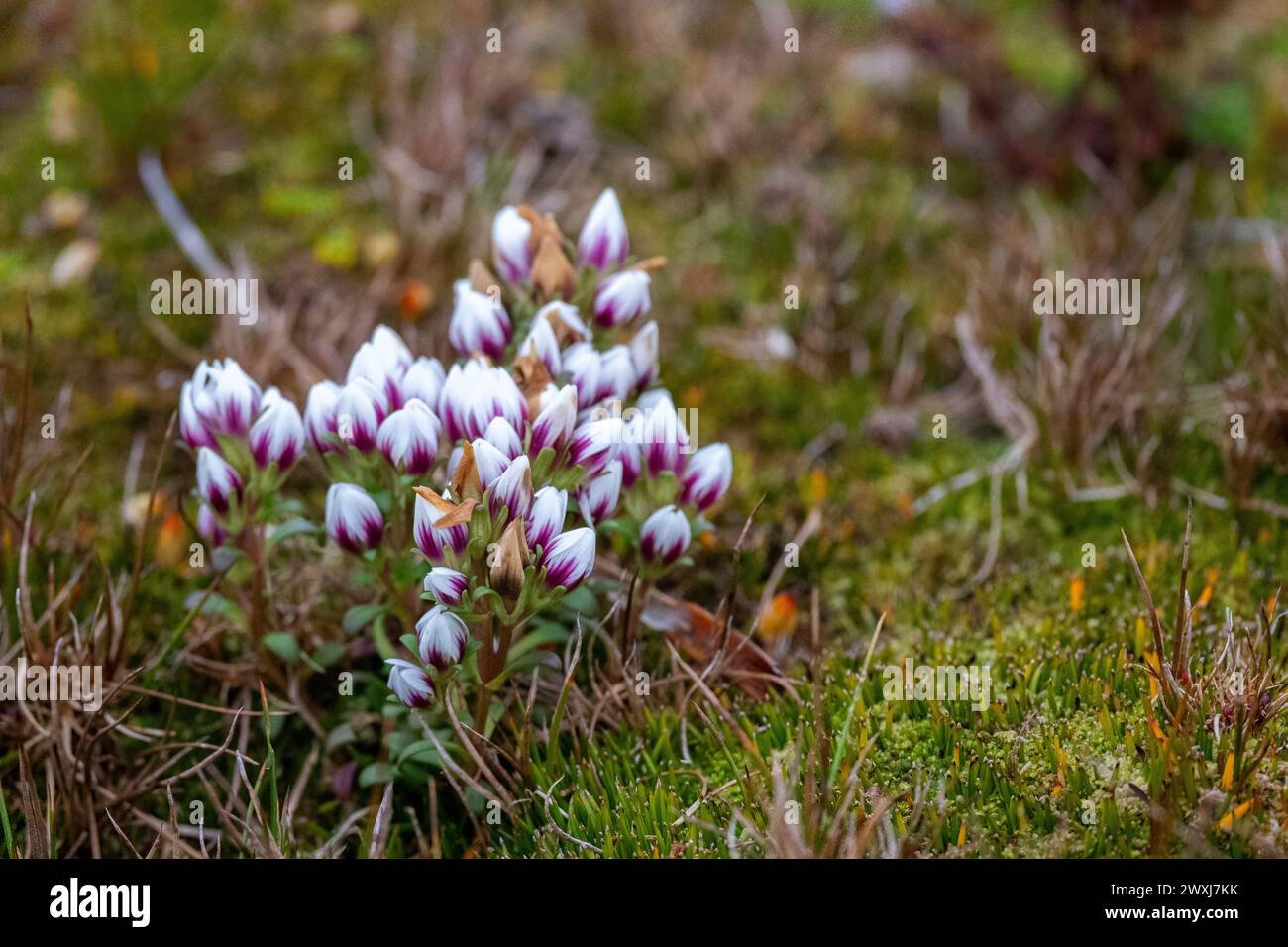 Nuova Zelanda, Isole Subantartiche, Isole Auckland, Isola Enderby. Piante uniche dell'isola. Gentianella concinna, specie di piante endemiche in fiore. Foto Stock