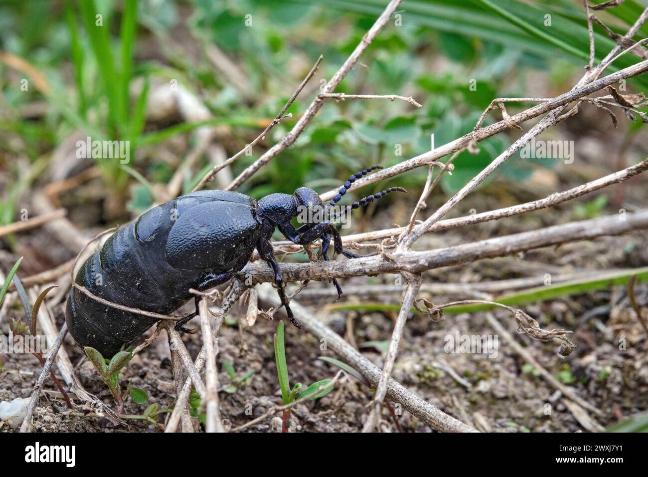 Schwarzblauer Ölkäfer Meloe proscarabaeus . Schwarzblauer Ölkäfer Meloe proscarabaeus . 20240331MIC0084 *** coleottero dell'olio azzurro nero Meloe proscarabaeus coleottero dell'olio azzurro nero Meloe proscarabaeus 20240331MIC0084 Foto Stock