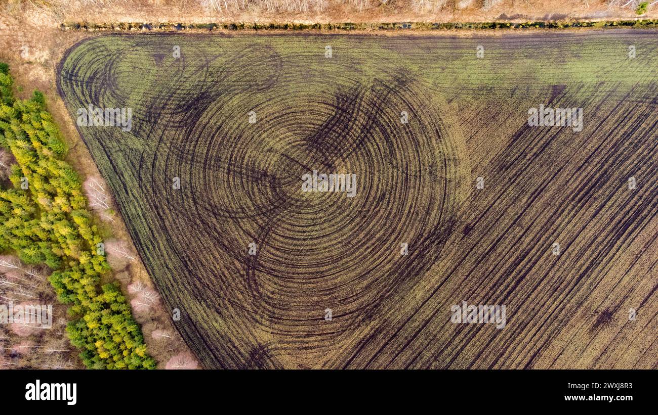 Vista aerea dei campi agricoli lituani. Raccolti invernali in primavera Foto Stock