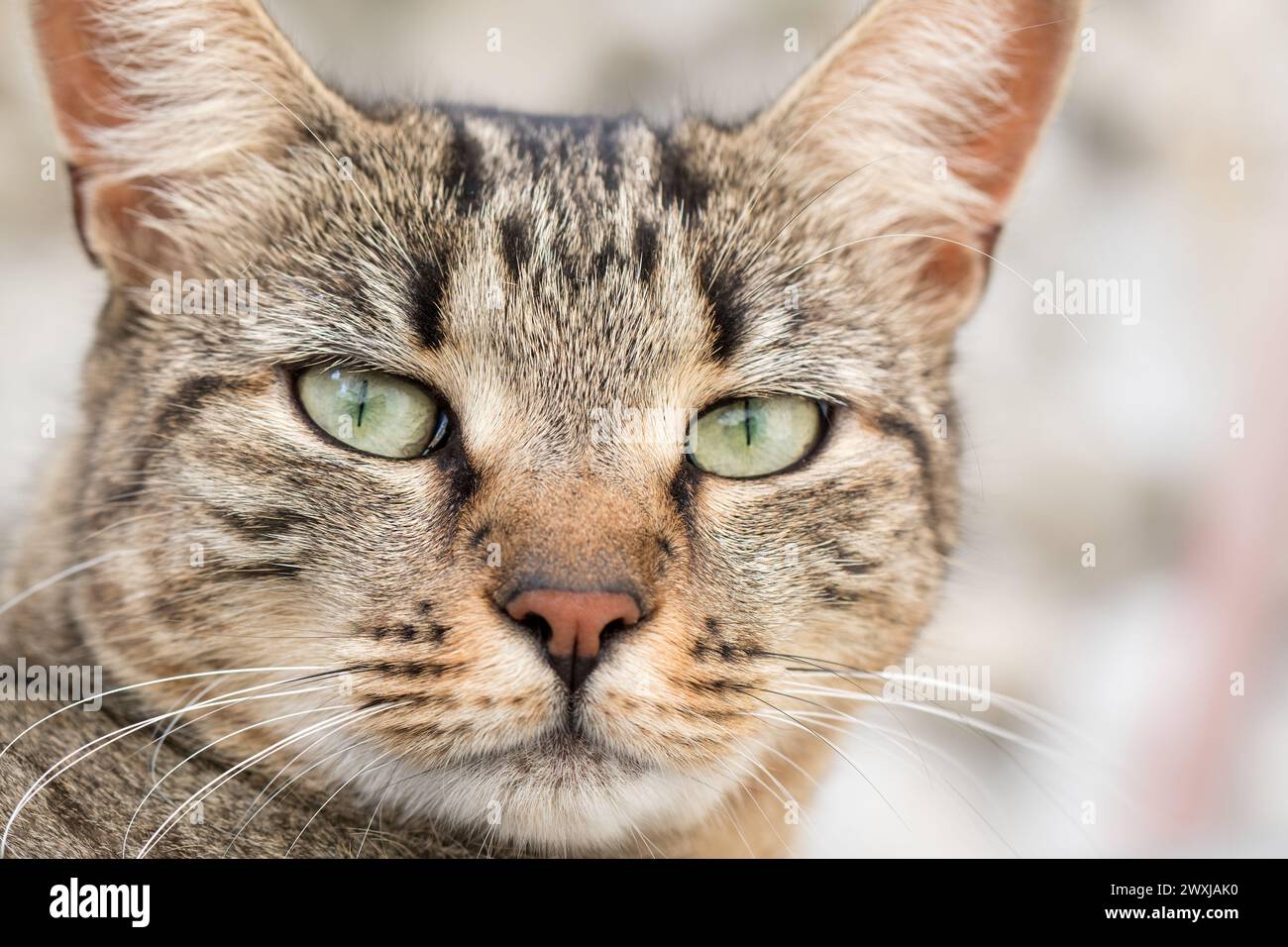 Tabby Cat Face che guarda la telecamera Foto Stock