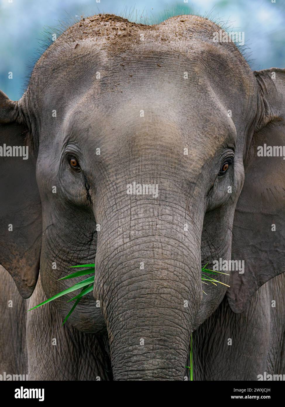 Ritratto ravvicinato di una matriarca che si carica aggressivamente di un elefante con orecchie sparse al Parco Nazionale di Manas, Assam, India Foto Stock