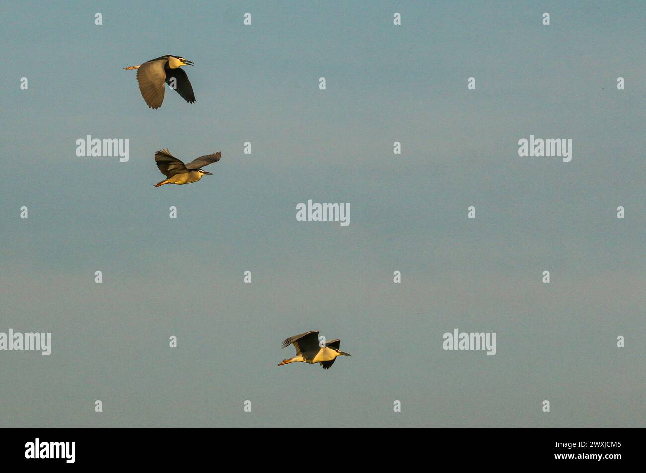 Tre aironi notturni coronati di colore volano nel parco nazionale di Hortobagy in Ungheria Foto Stock