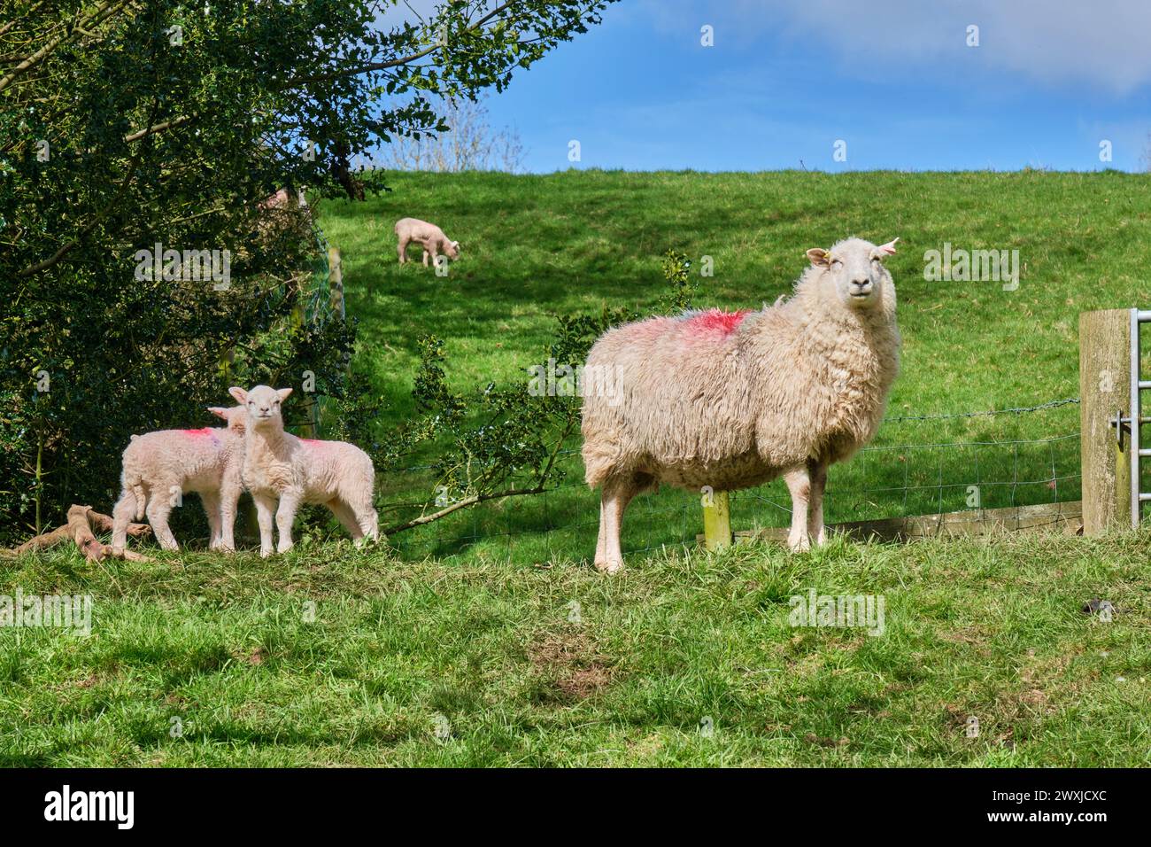 Pecore e agnelli a Brown Clee Hill, vicino a Burwarton, nello Shropshire Foto Stock