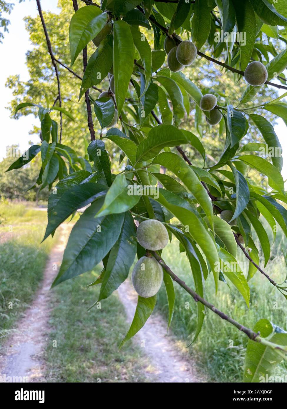 Unreife, Grüne Pfirisch Früchte hängen am Baum Foto Stock