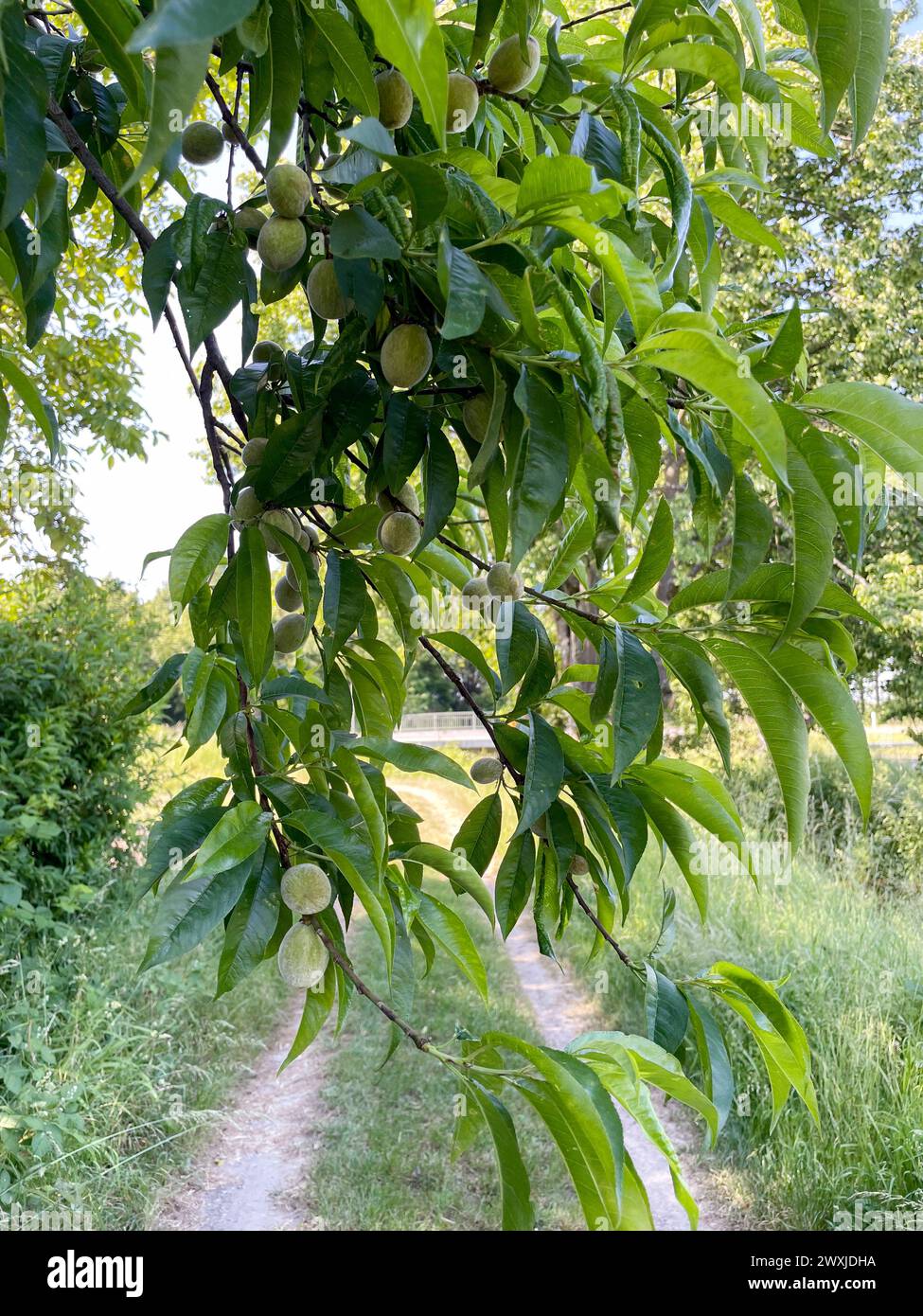Unreife, Grüne Pfirisch Früchte hängen am Baum Foto Stock