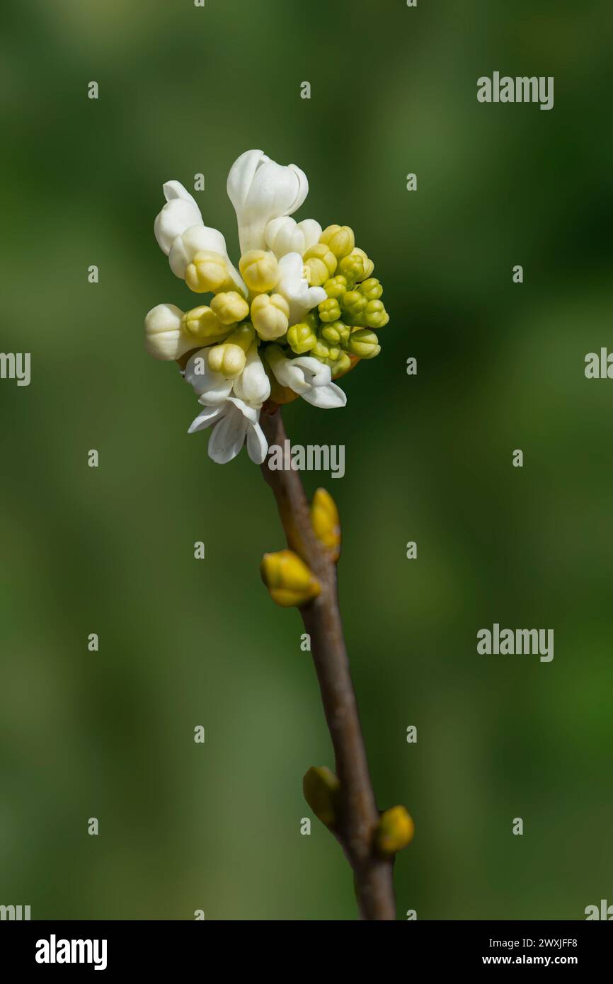 Primo piano di fiori su una pianta di privet selvatico Foto Stock