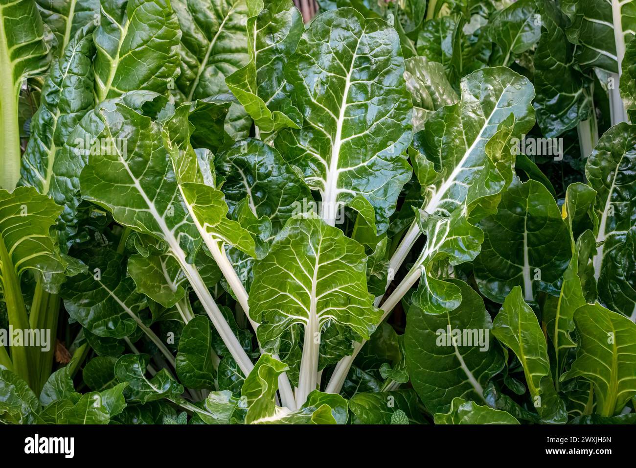 Swiss Chard (Beta vulgaris subsp. Vulgaris), che cresce in giardino; AKA: Barbabietola d'argento, spinaci perpetui, spinaci di barbabietola, barbabietola seakale e barbabietola Foto Stock
