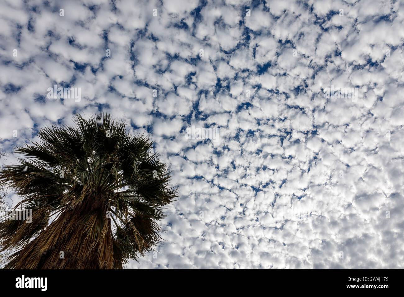 Palme e cielo di sgombri Foto Stock