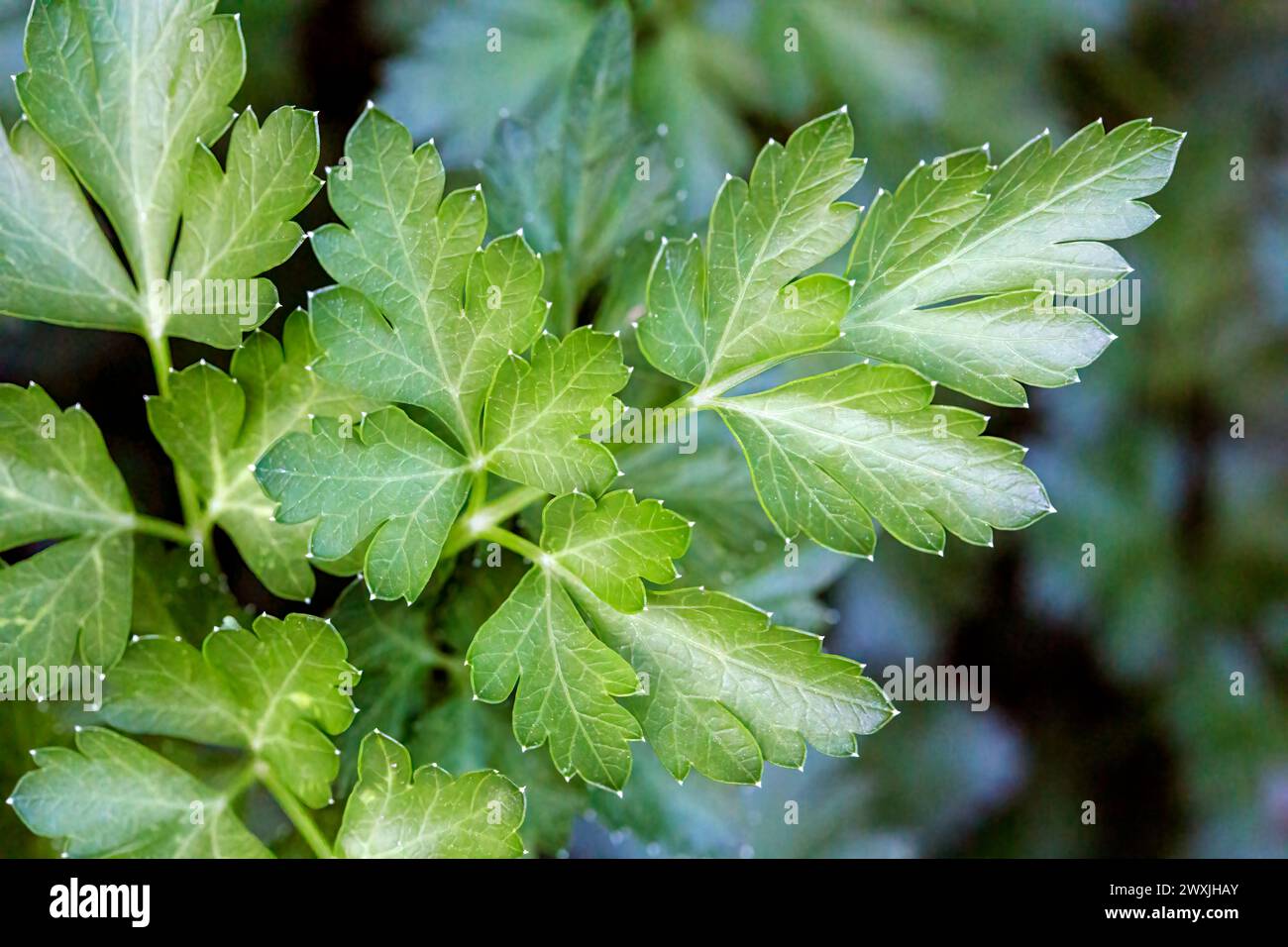Primo piano di prezzemolo a foglia piatta (Petroselinum crispum) che cresce in un giardino. Foto Stock