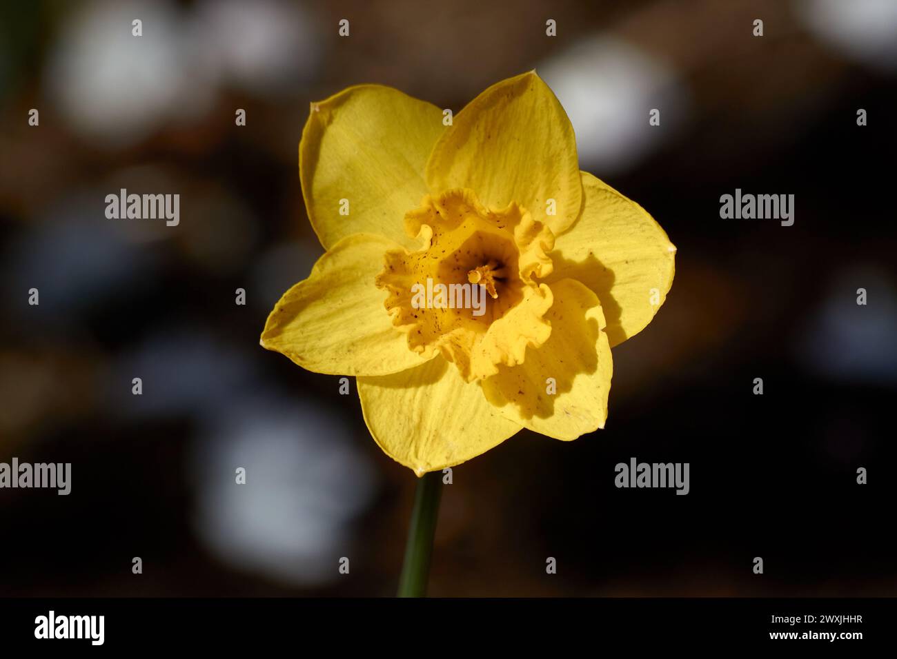 Un singolo narciso giallo è illuminato dal sole. Foto Stock