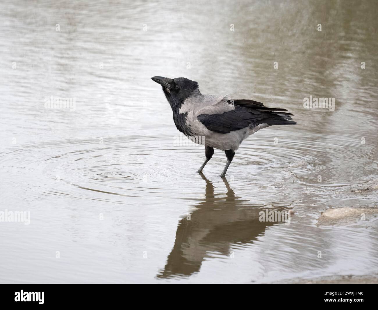 Corvo incappucciato, Corvus cornix, singolo uccello dall'acqua, Scozia, marzo 2024 Foto Stock