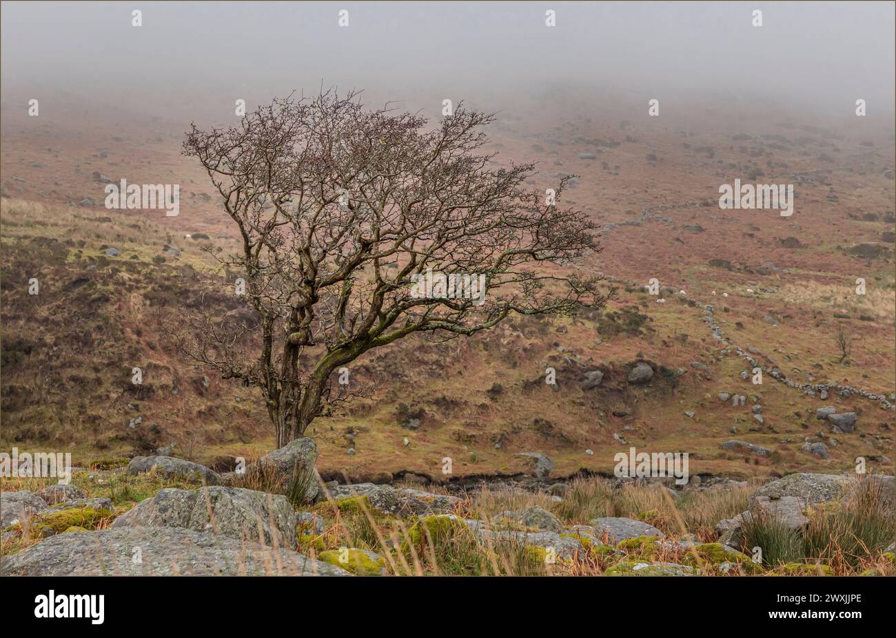 Stark Lone Tree nella nebbia di basse nuvole a Mizen Head sulla costa irlandese Foto Stock