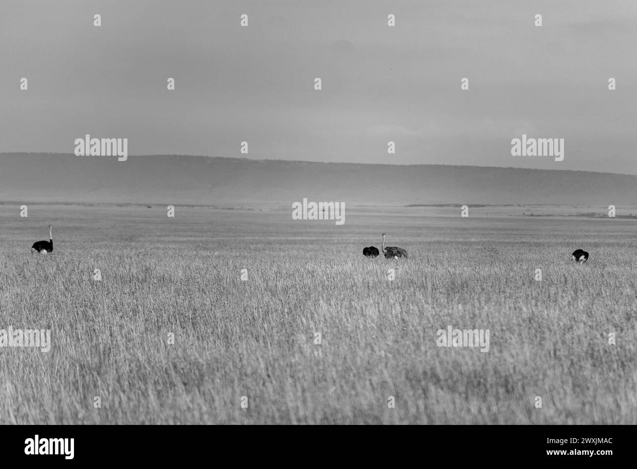 Struzzo nel parco naturale di amboseli in kenya Foto Stock
