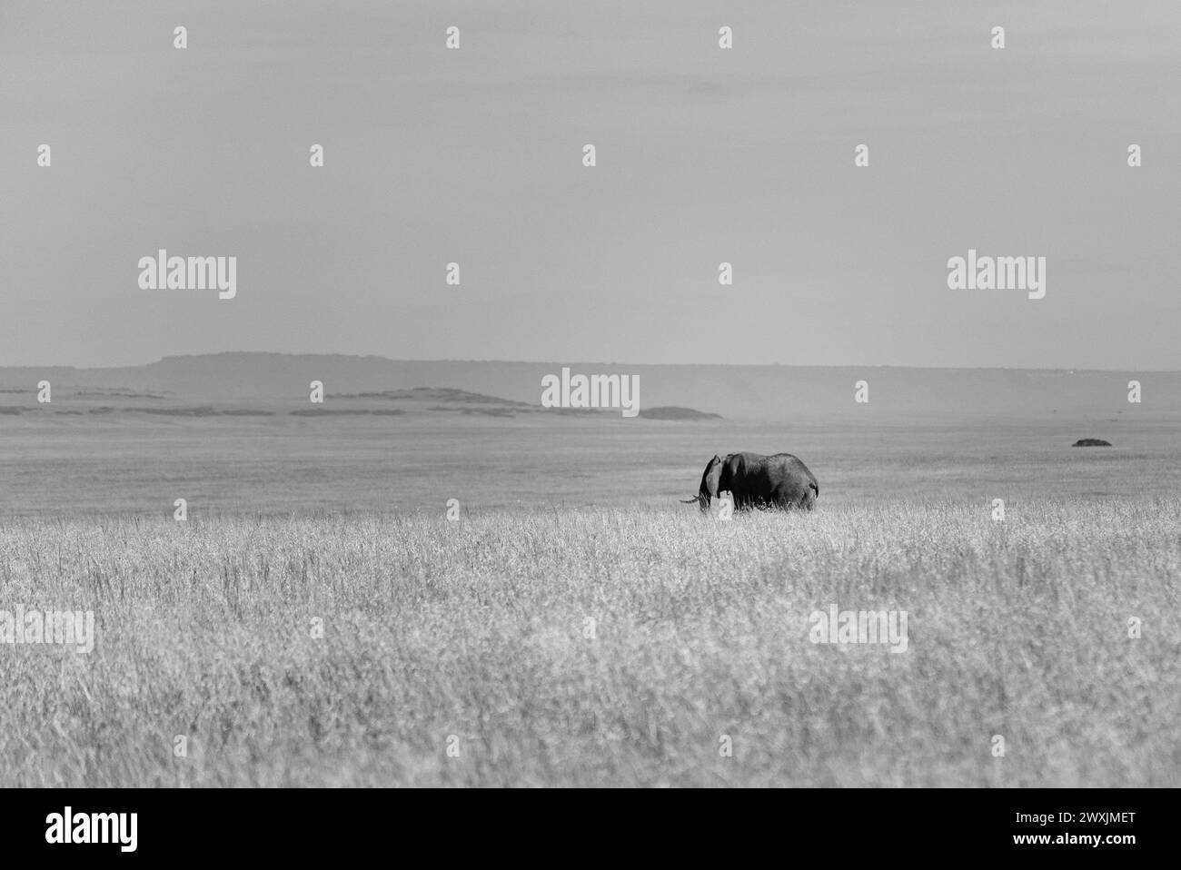 Gli elefanti Kenya amboseli sono una vera meraviglia Foto Stock