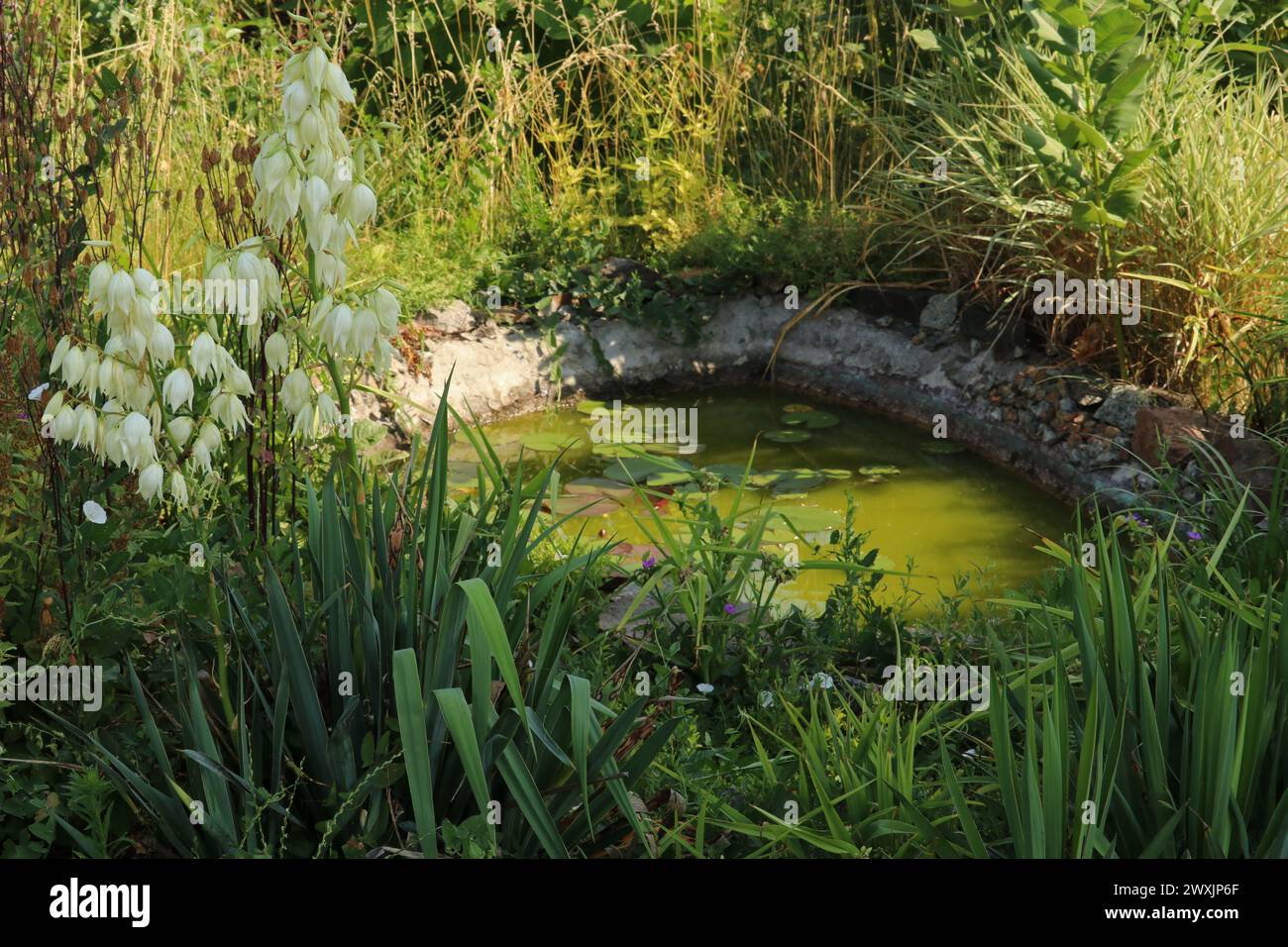 Piccolo laghetto con acqua verde. Lo stagno è ricoperto di erba spessa. Laghetto abbandonato. Foto Stock