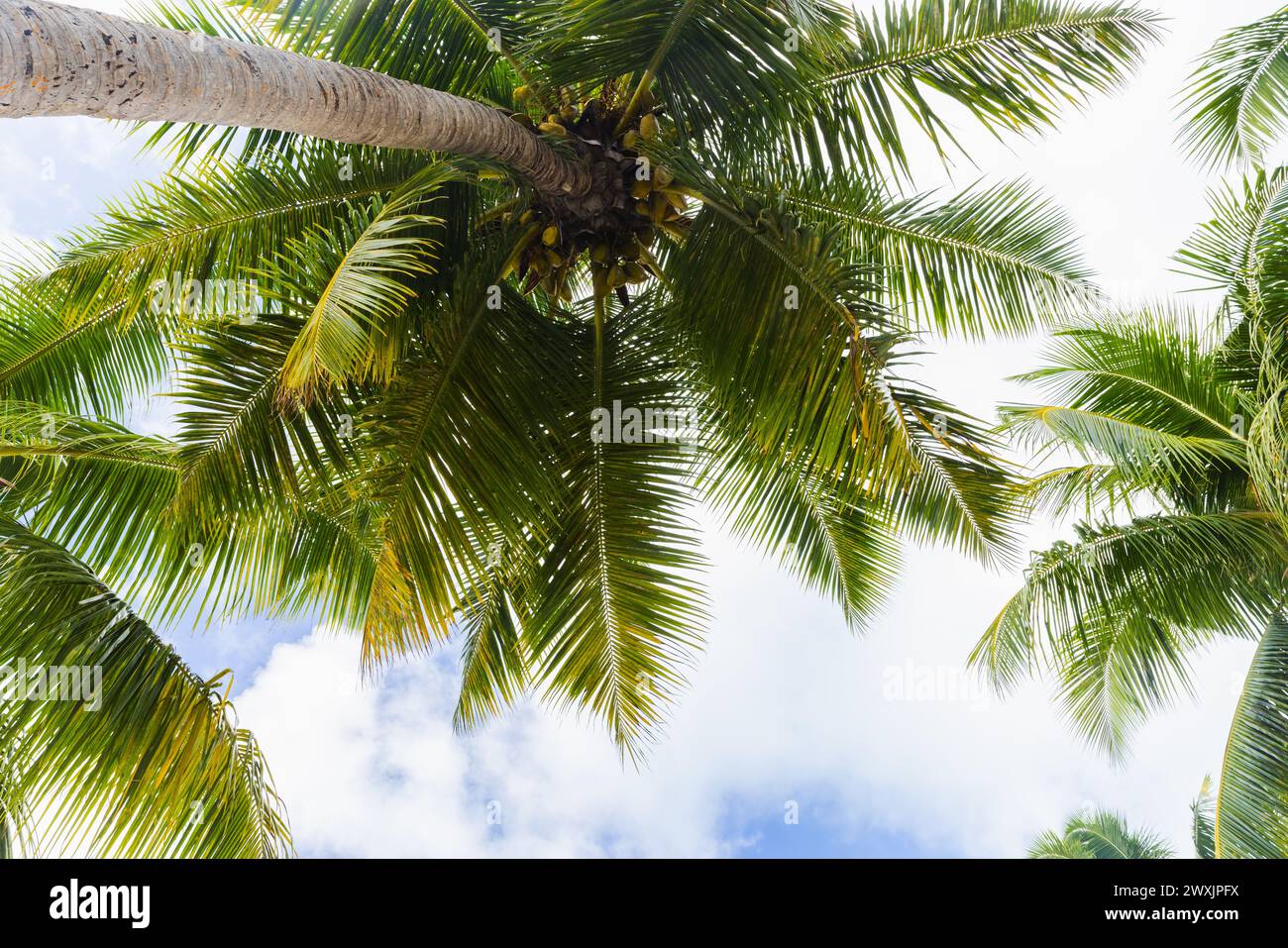 Le palme da cocco sono sotto il cielo nuvoloso blu in una giornata di sole, Cocos nucifera Foto Stock