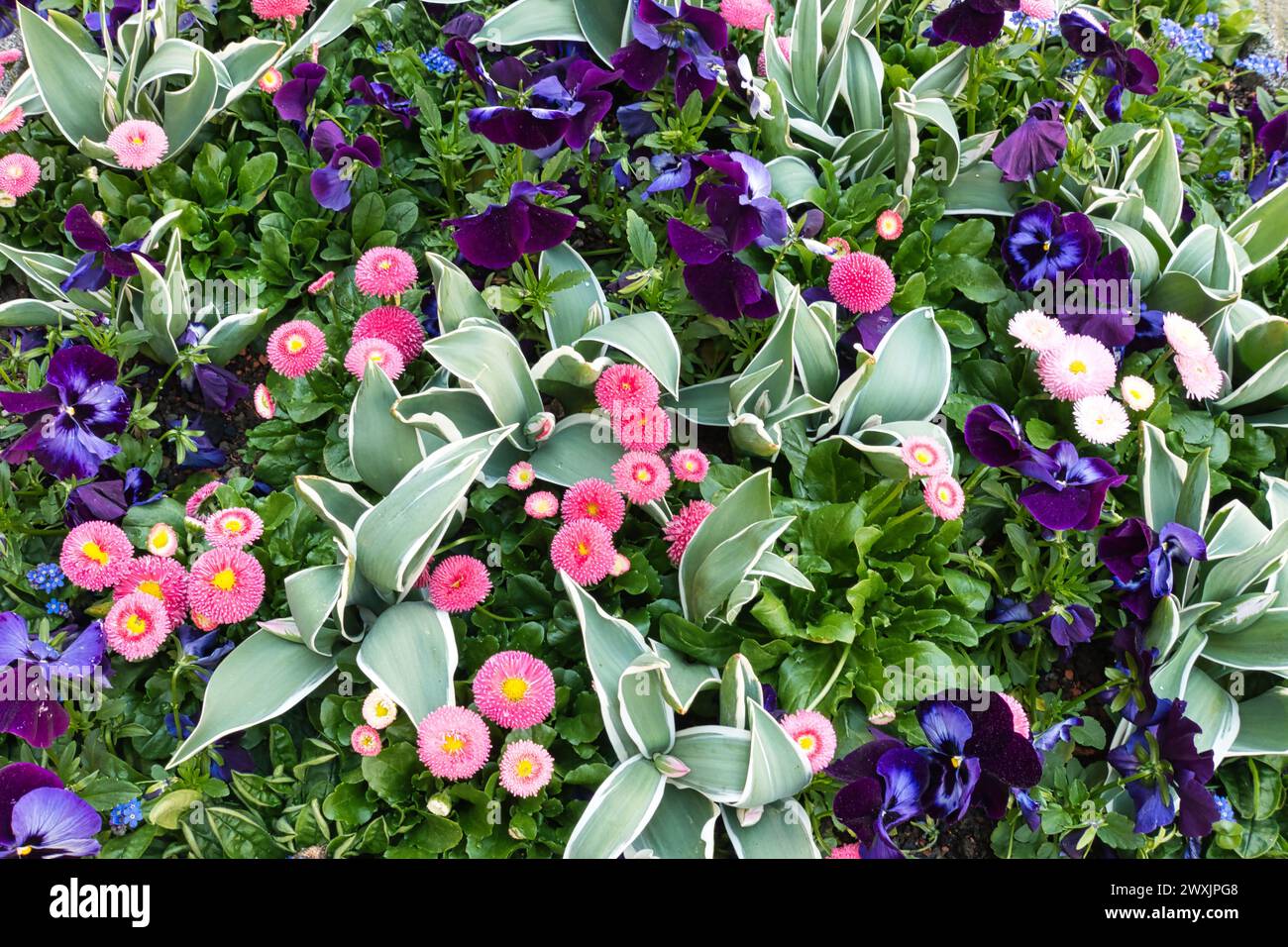 Fioritura primaverile vivace: Pansie, tulipani e fiori di campanello in piena fioritura, Germania, Lago di Costanza Foto Stock