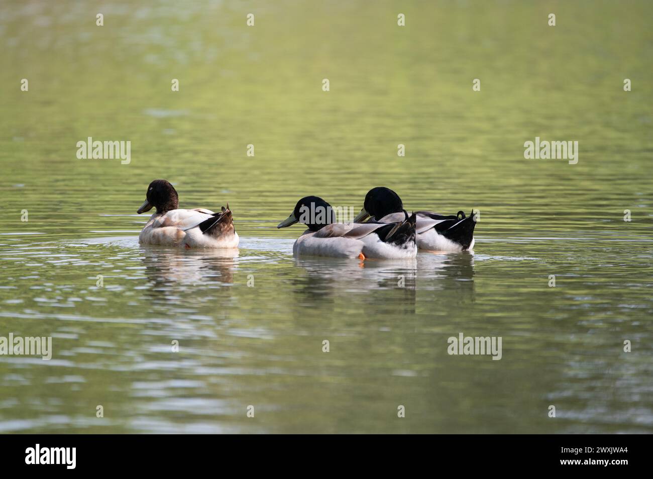 Un trio di anatre Mallard con le loro piume di coda che si attaccano mentre nuotano sull'acqua di un laghetto verde dal riflesso dell'erba sulla fa Foto Stock
